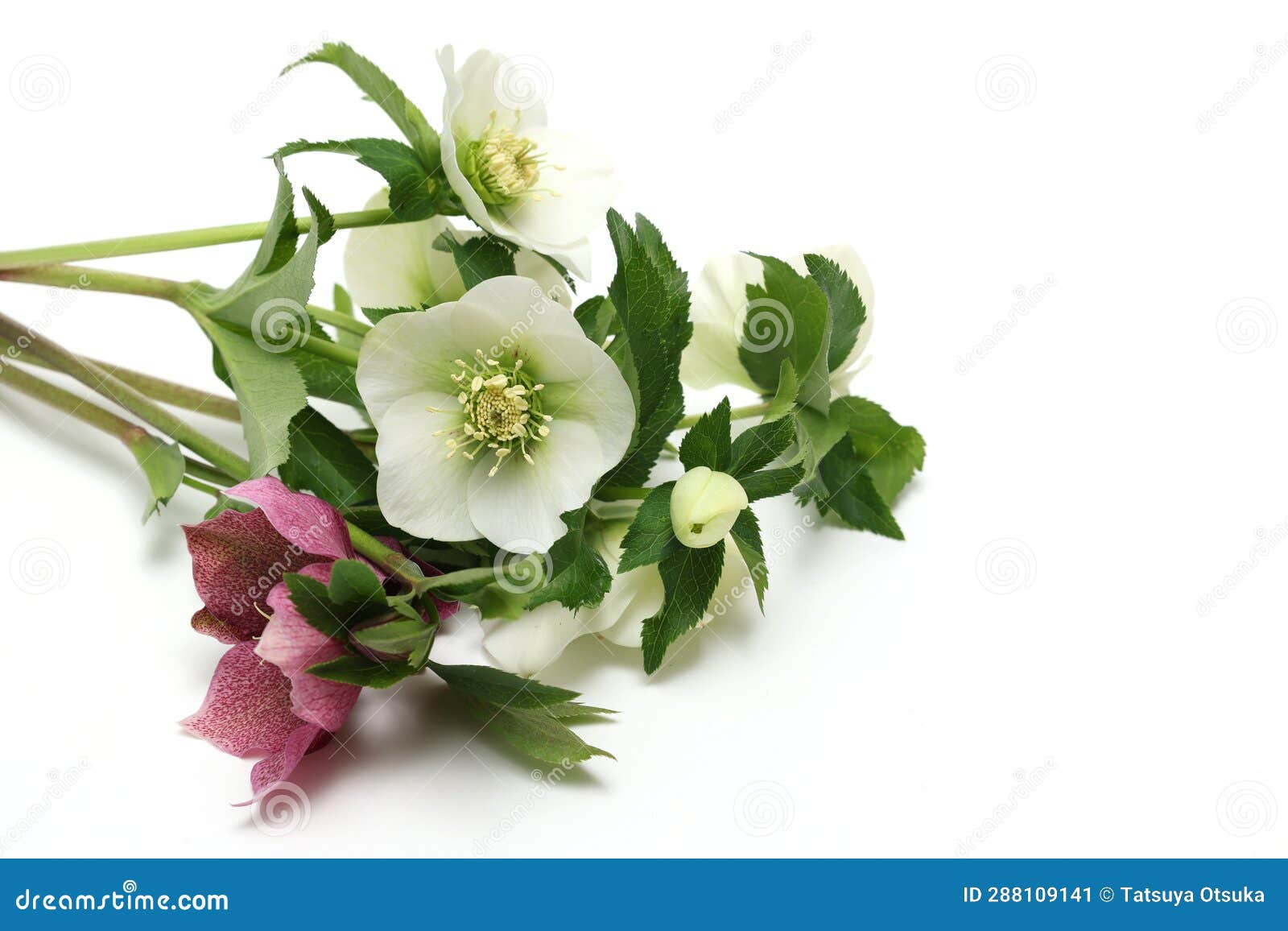 Christmas Rose Isolated on a White Background with Copy Space Stock