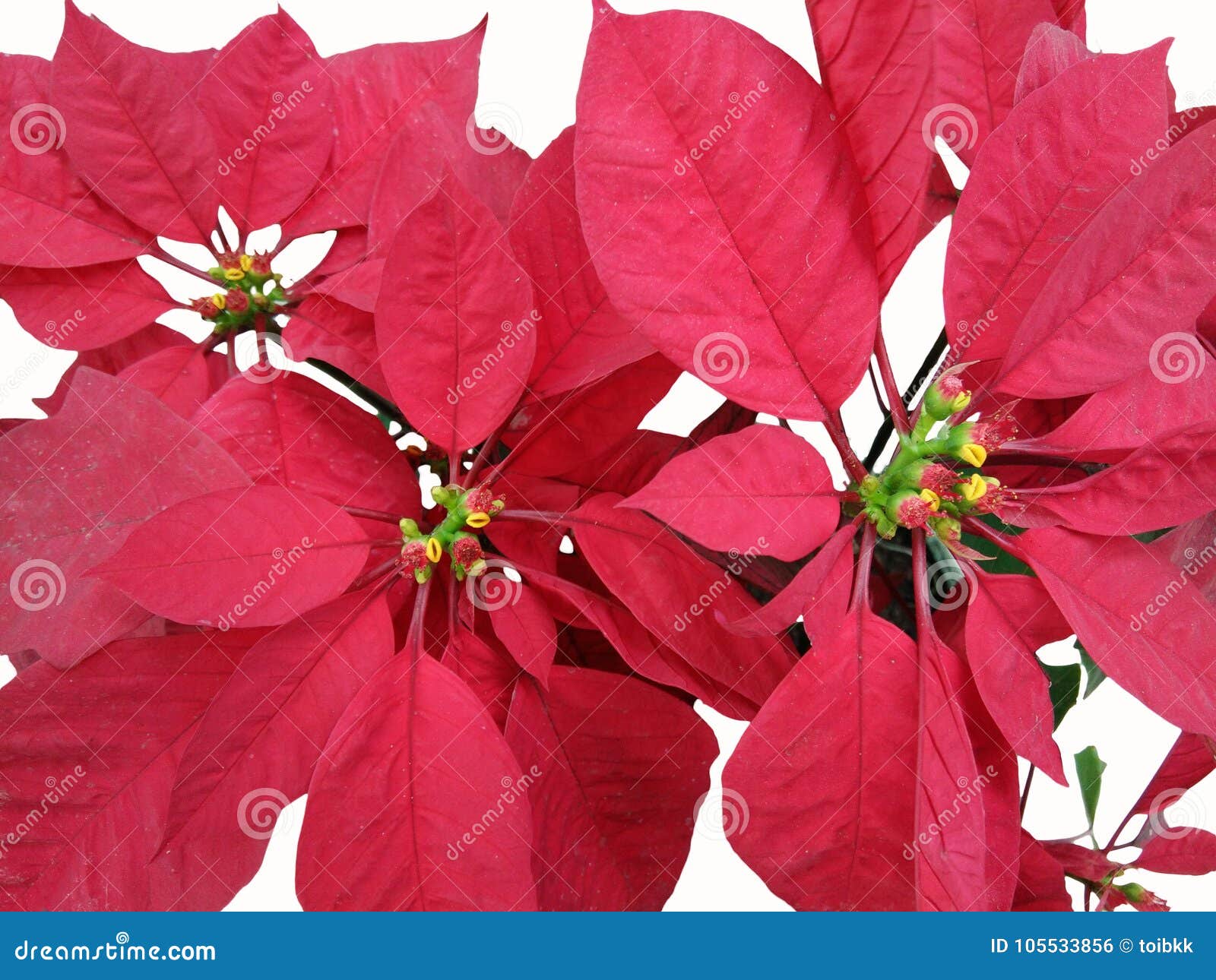 Christmas rose tree stock photo. Image of celebration 105533856