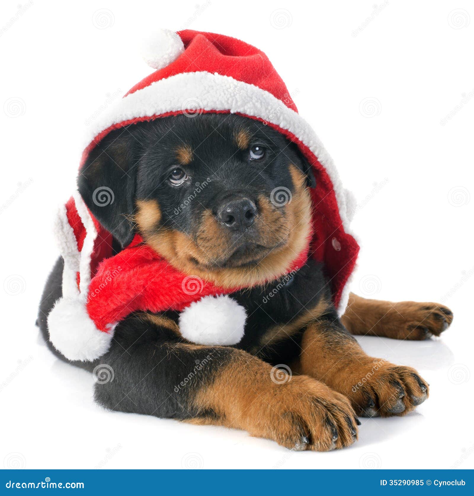 Christmas Rottweiler Royalty Free Stock Photo Image