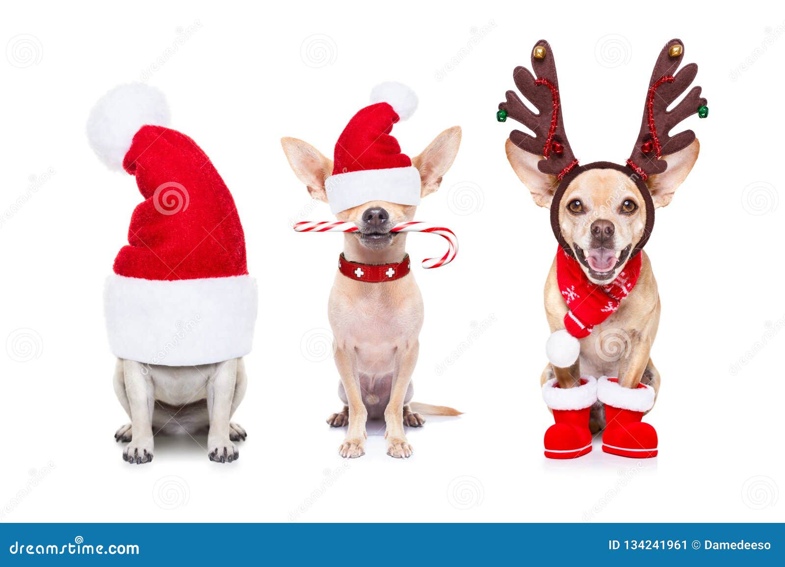 Christmas Dogs: Những chú chó trong trang phục Giáng sinh xinh đẹp sẽ khiến bạn cười toe toét. Chúng rất hài hước và đáng yêu, và khiến cho không khí tết trở nên vui vẻ hơn bao giờ hết.