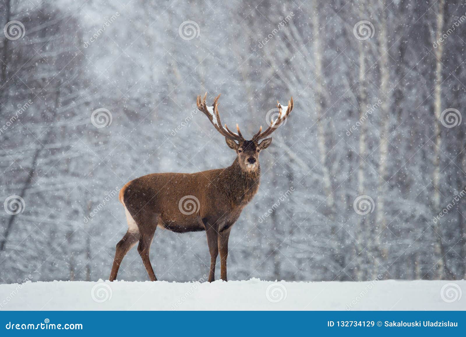 christmas scenic wildlife landscape with red noble deer and falling snowflakes.adult deer cervus elaphus, cervidae with snow-co