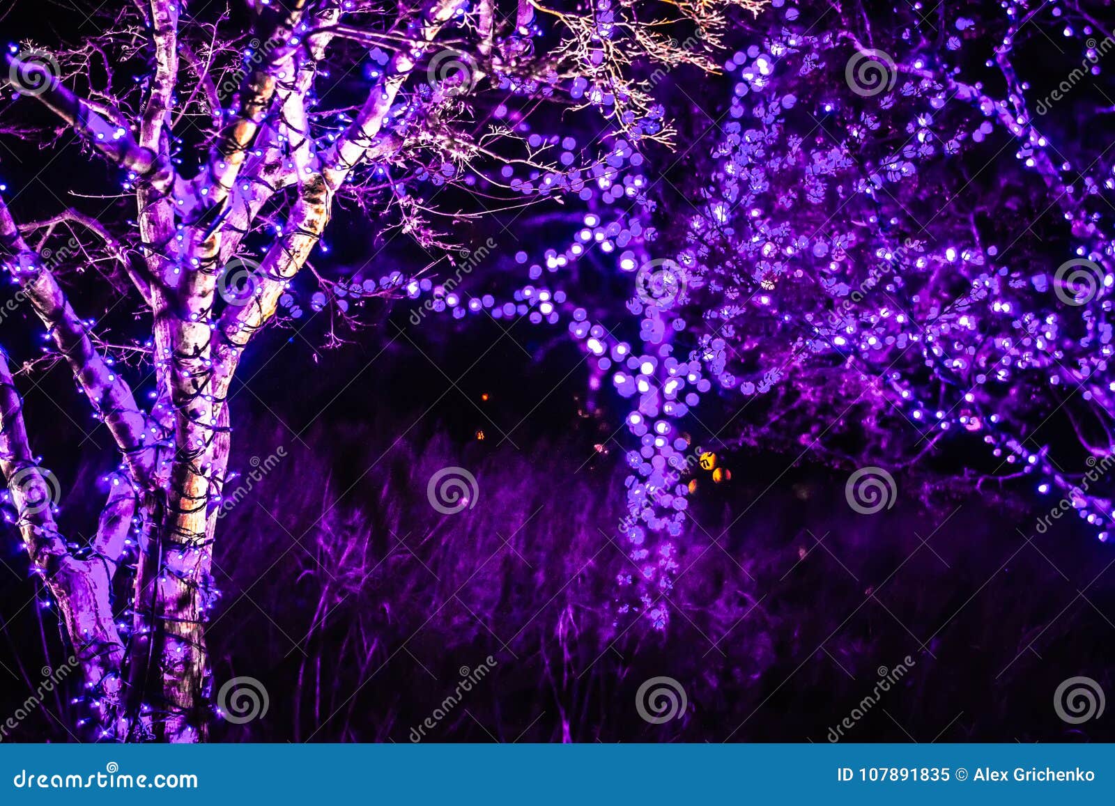 Christmas Season Decorations and Lights at Gardens Stock Image Image