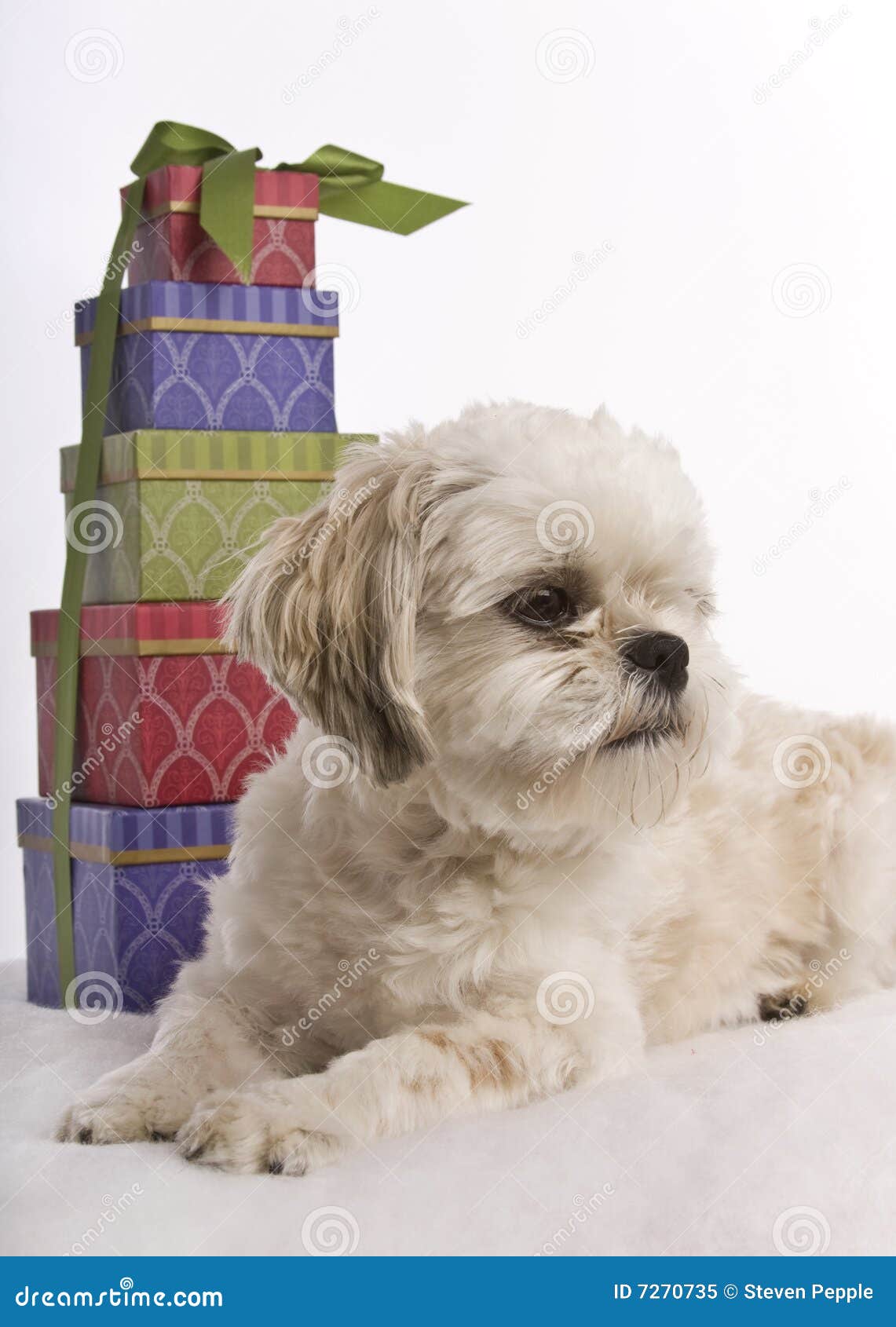 shih tzu presents