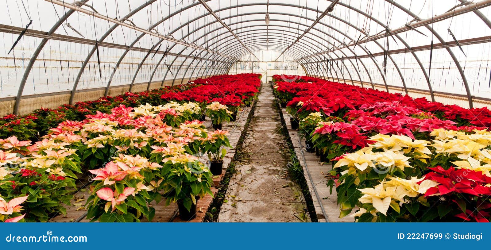 343 Christmas Star Greenhouse Photos Free & RoyaltyFree Stock Photos