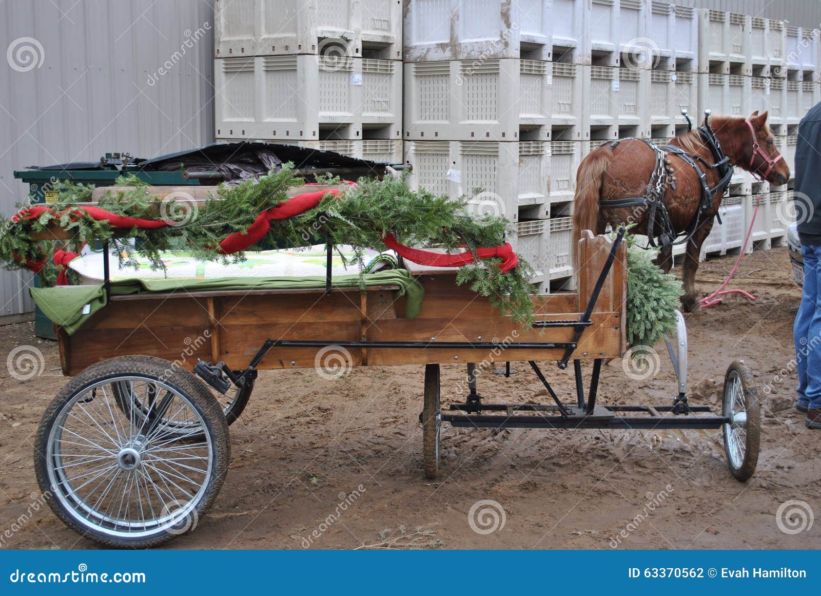 Christmas Time Horsedrawn Wagon Stock Photo Image of wagon, drawn