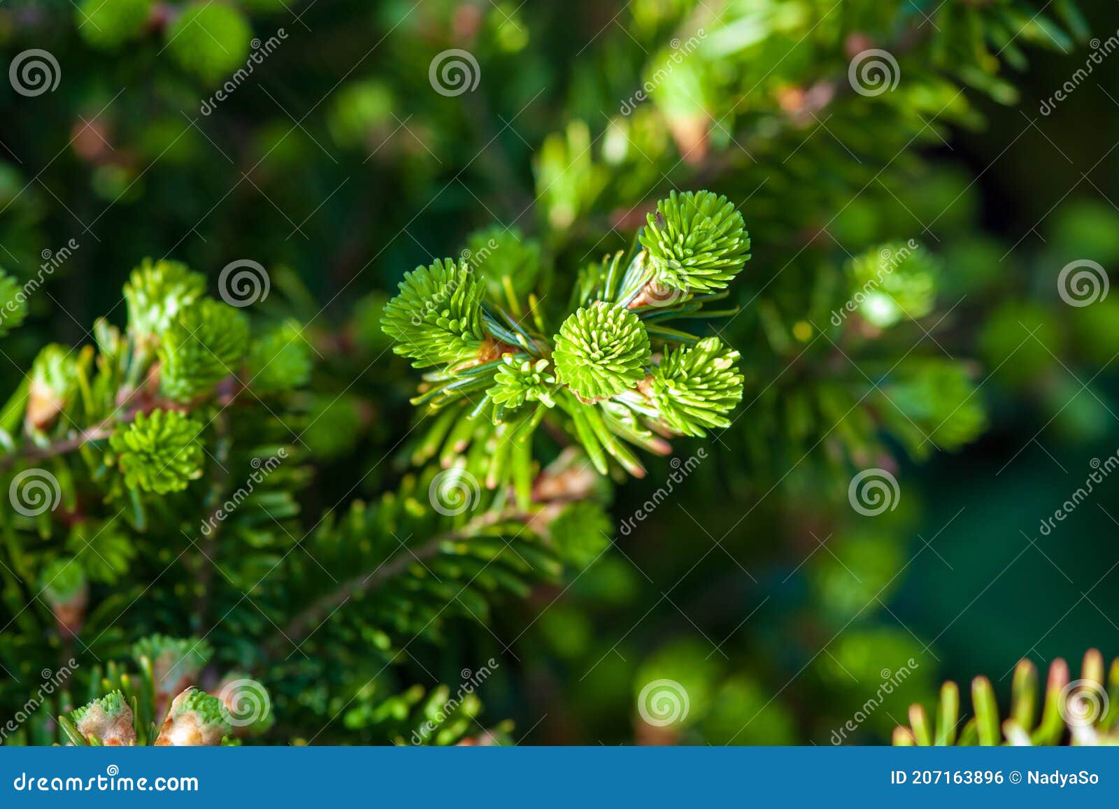 christmas tree abies alba twigs with young shoots in spring