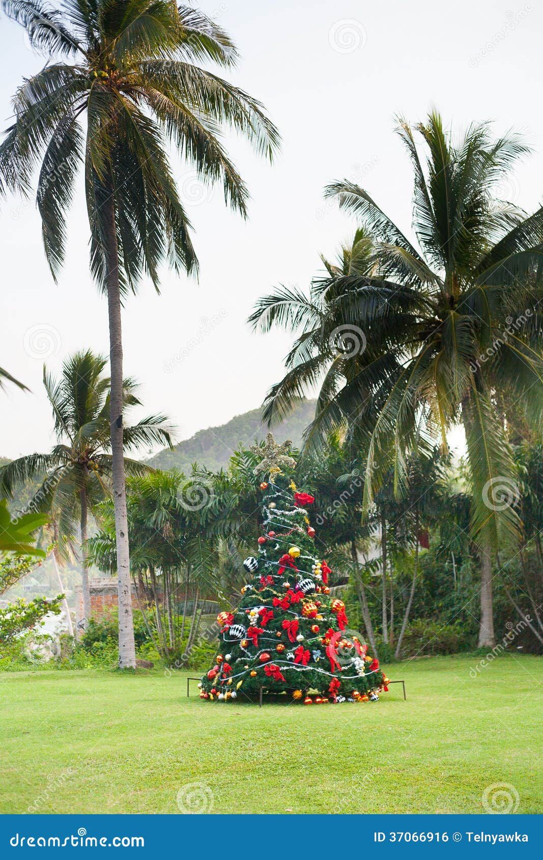 Christmas Tree on Beautiful Tropical Background Stock Photo - Image of