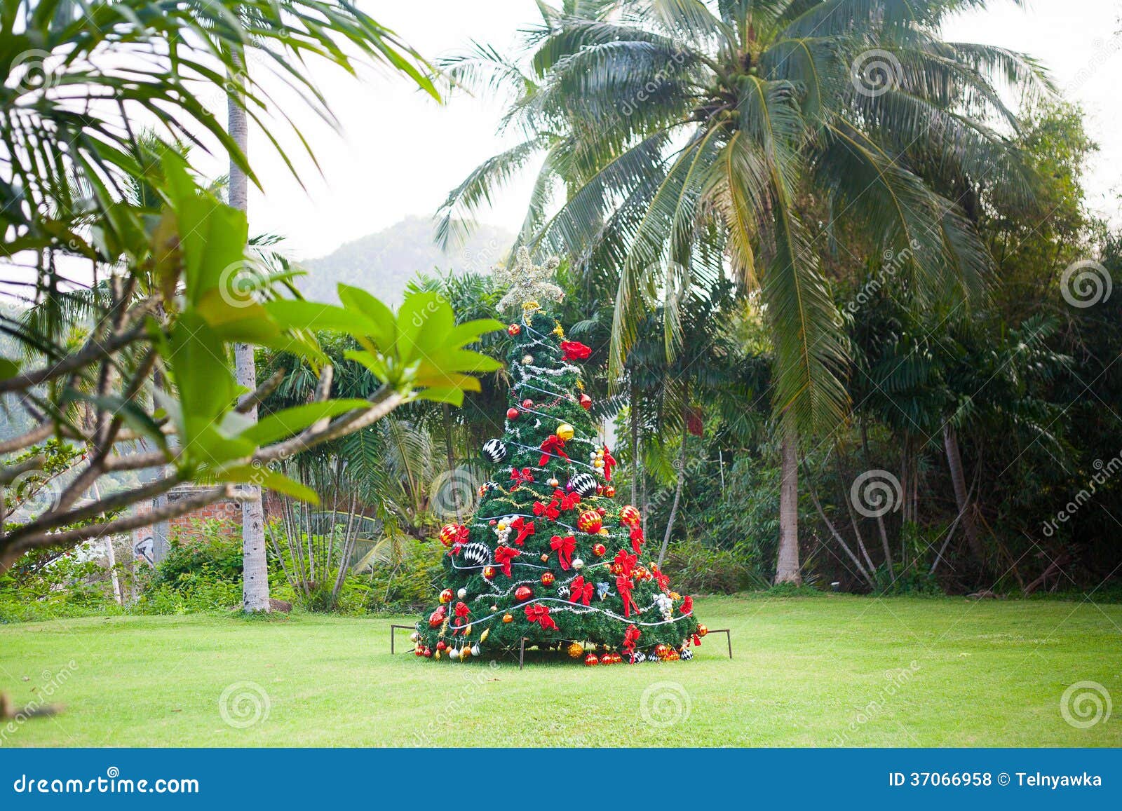 Christmas Tree on Beautiful Tropical Background Stock Photo - Image of