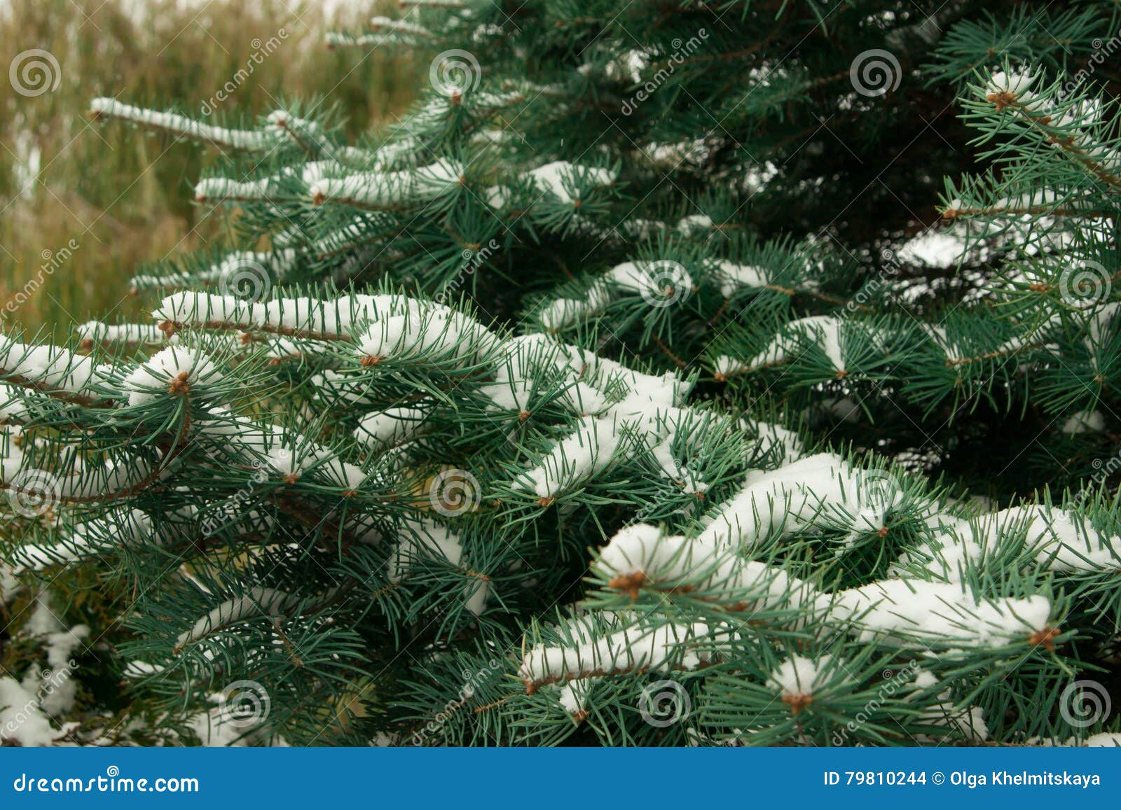 Christmas tree branch