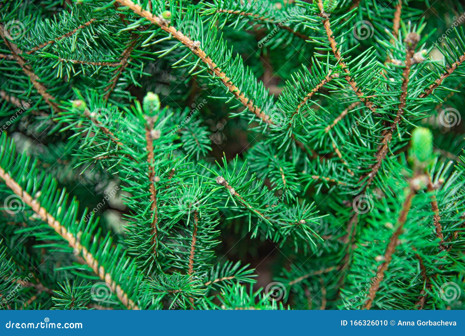 Christmas Tree Branche Close Up Stock Photo Image of coniferous