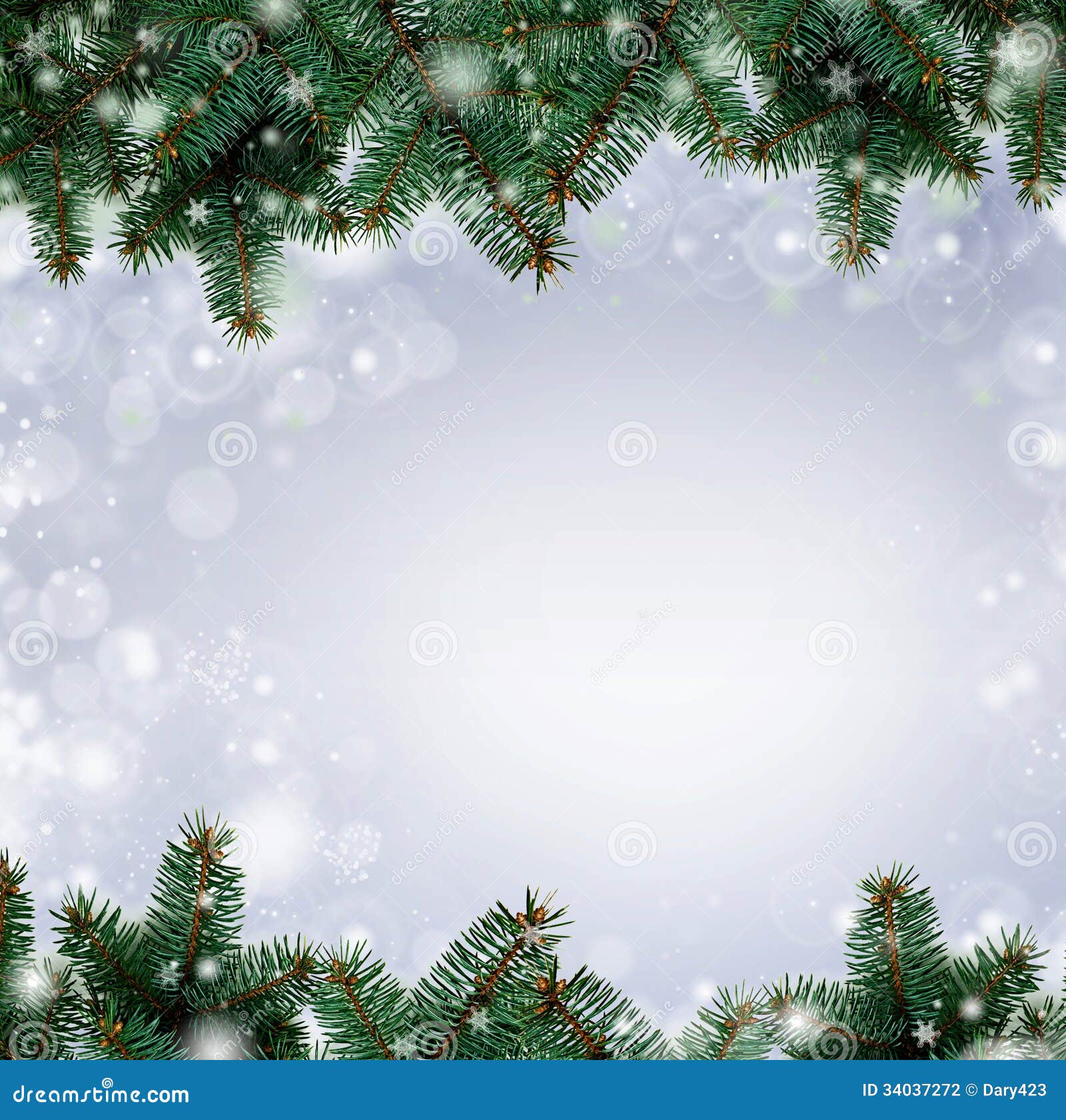 Christmas tree branches on white background as a border or