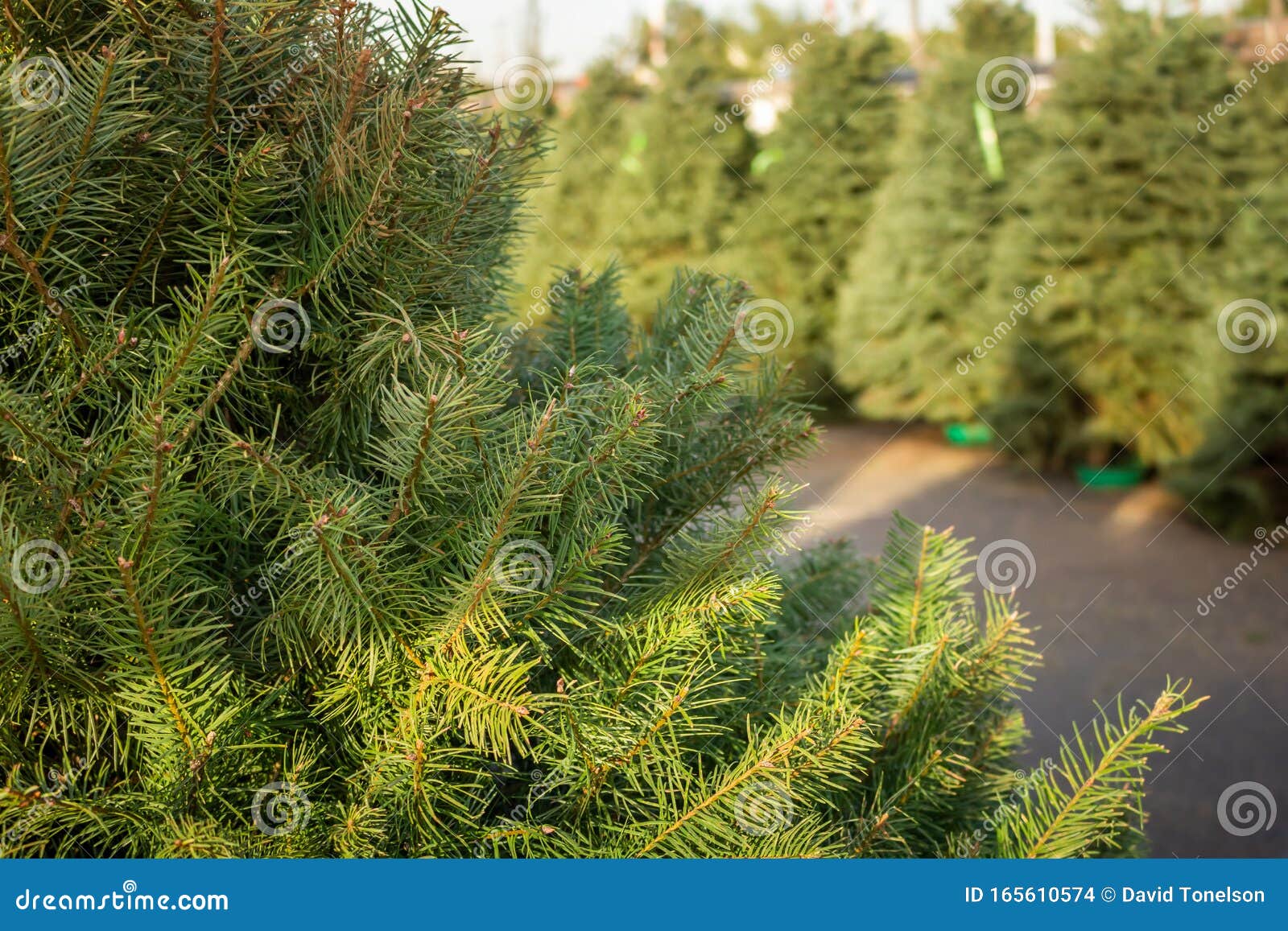 Christmas tree branches stock photo. Image of ball, branch 165610574