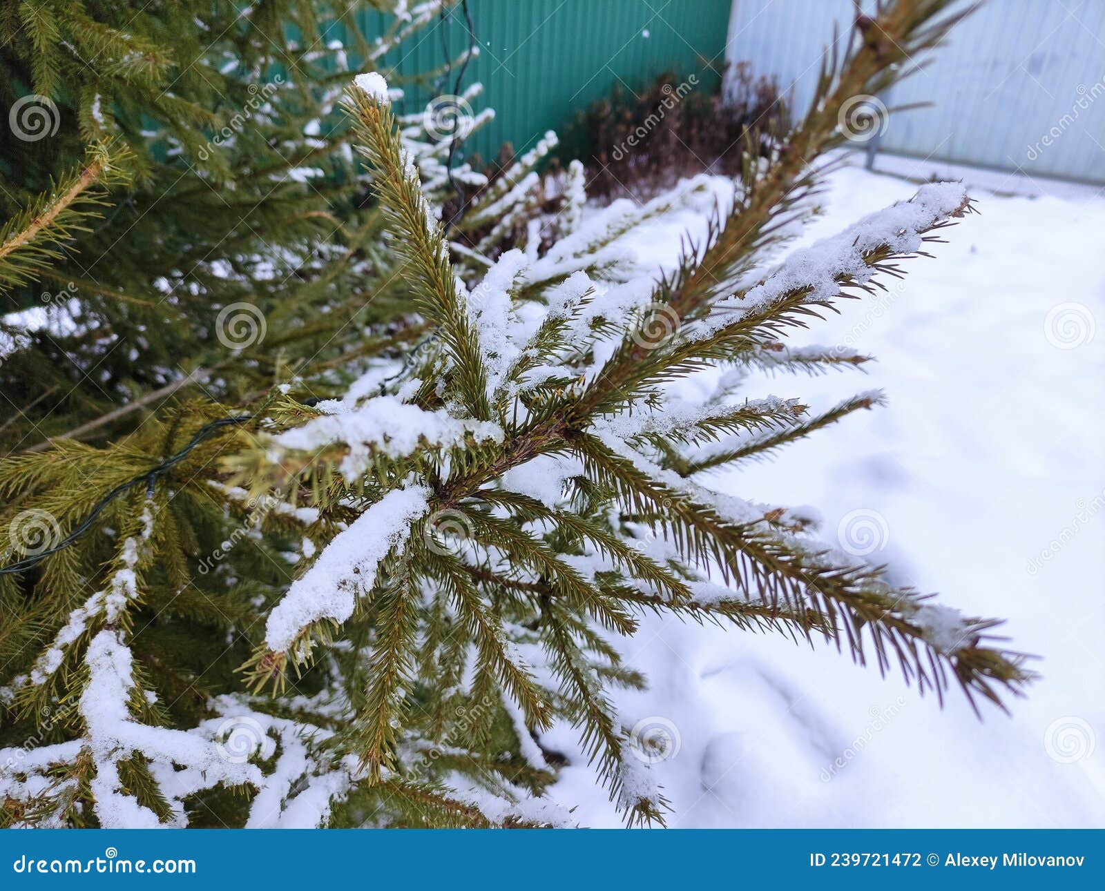 Christmas Tree Branches with a Garland in the Snow Stock Photo Image