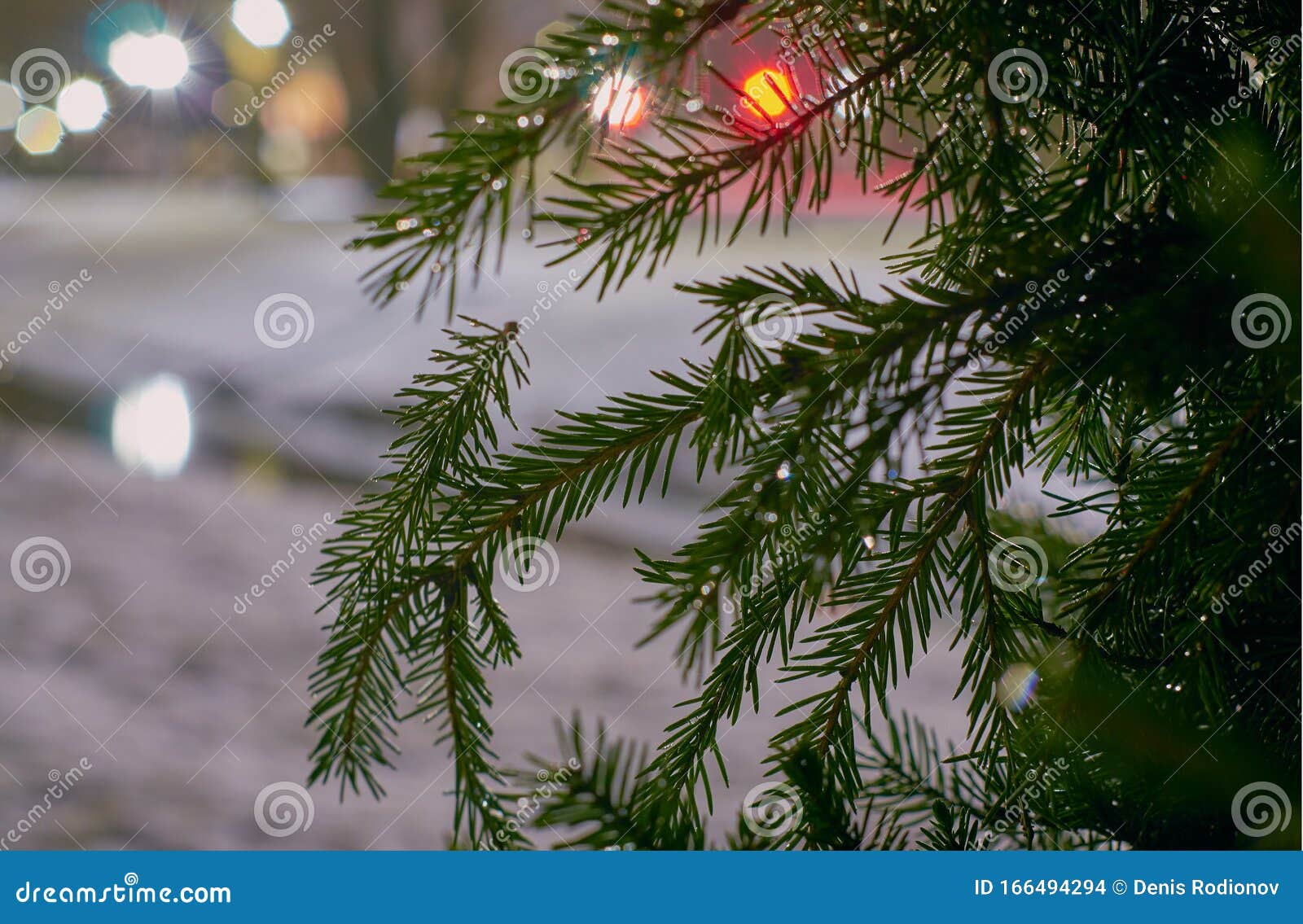 Christmas Tree Branches in Raindrops in Winter Evening with Bokeh of