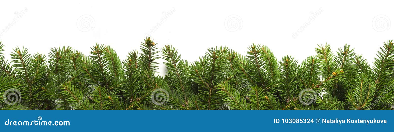 Evergreen Branches on White Stock Photo - Image of white