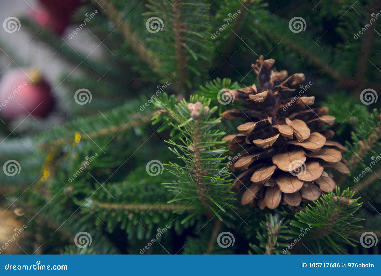 A pine cone on a fir tree stock photo. Image of date - 105717686