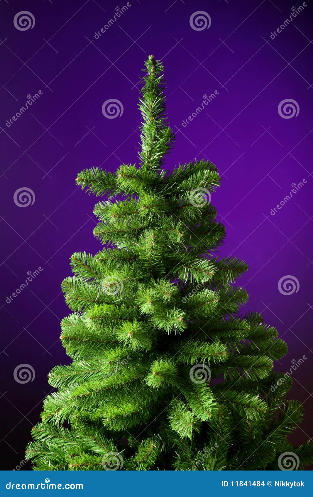 Christmas Tree without Decorations Stock Photo Image of interior