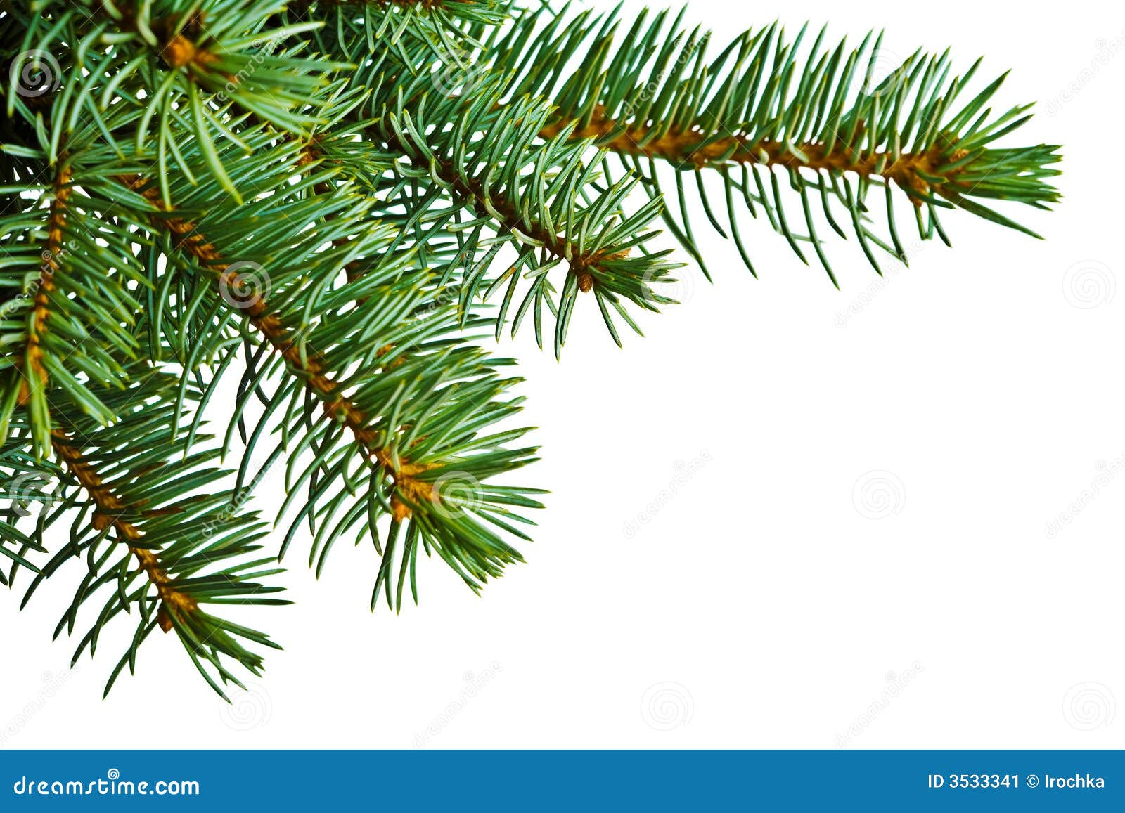 Christmas Tree Detail on White Stock Image Image of barren, space