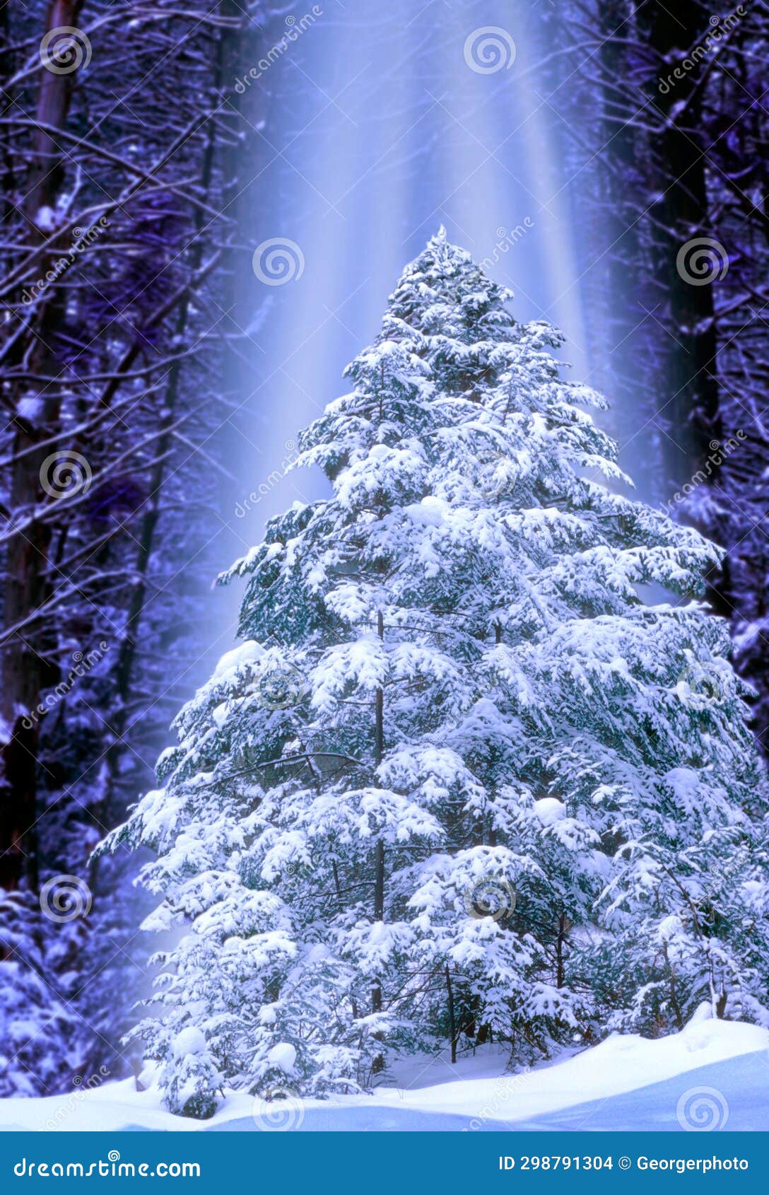 The Christmas tree stock photo. Image of natural, scenes 298791304