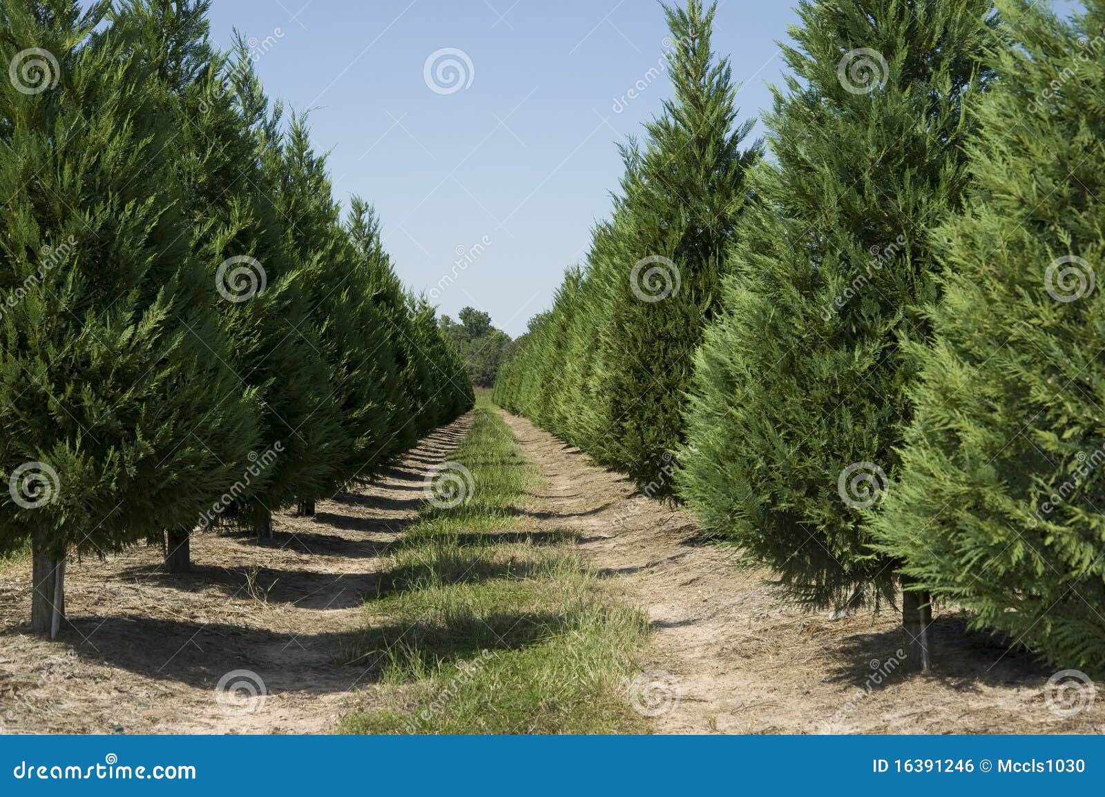 Christmas Tree Farm stock photo. Image of green, evergreen 16391246