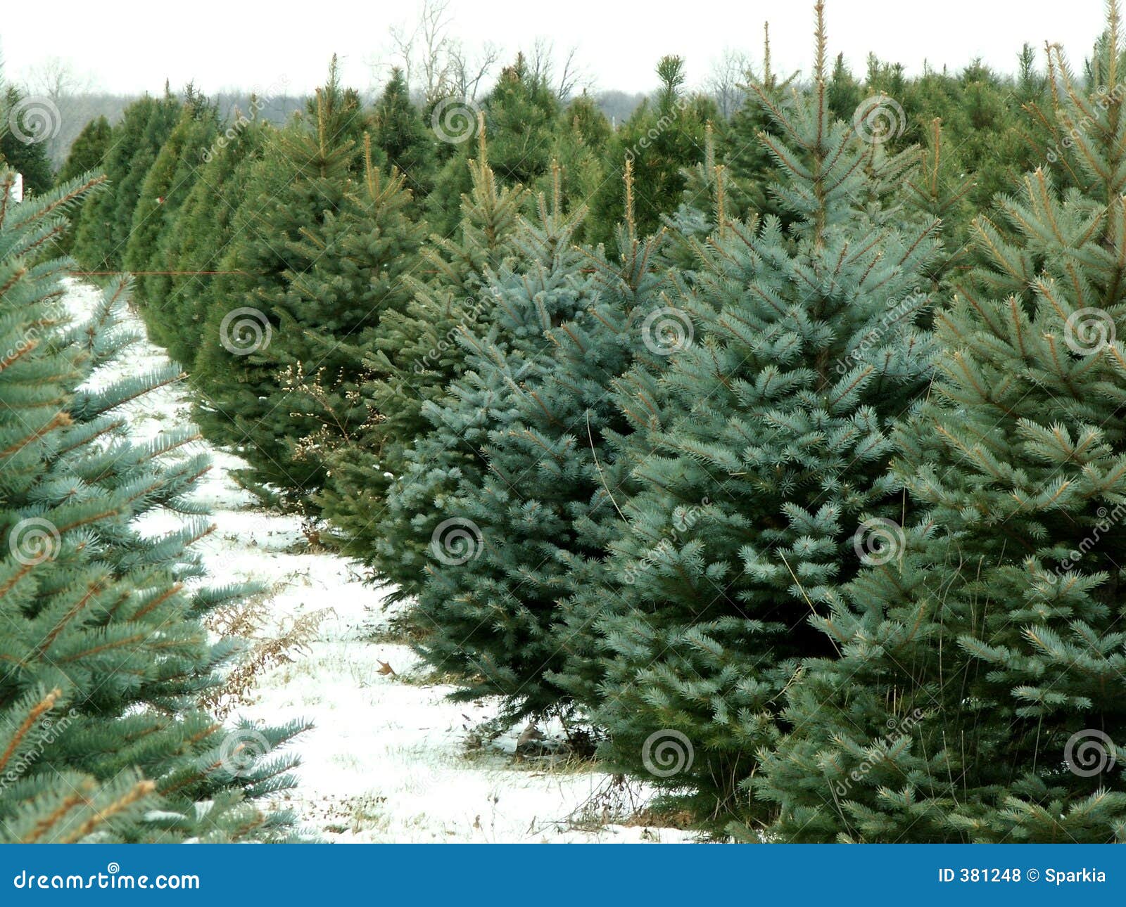 christmas tree farm