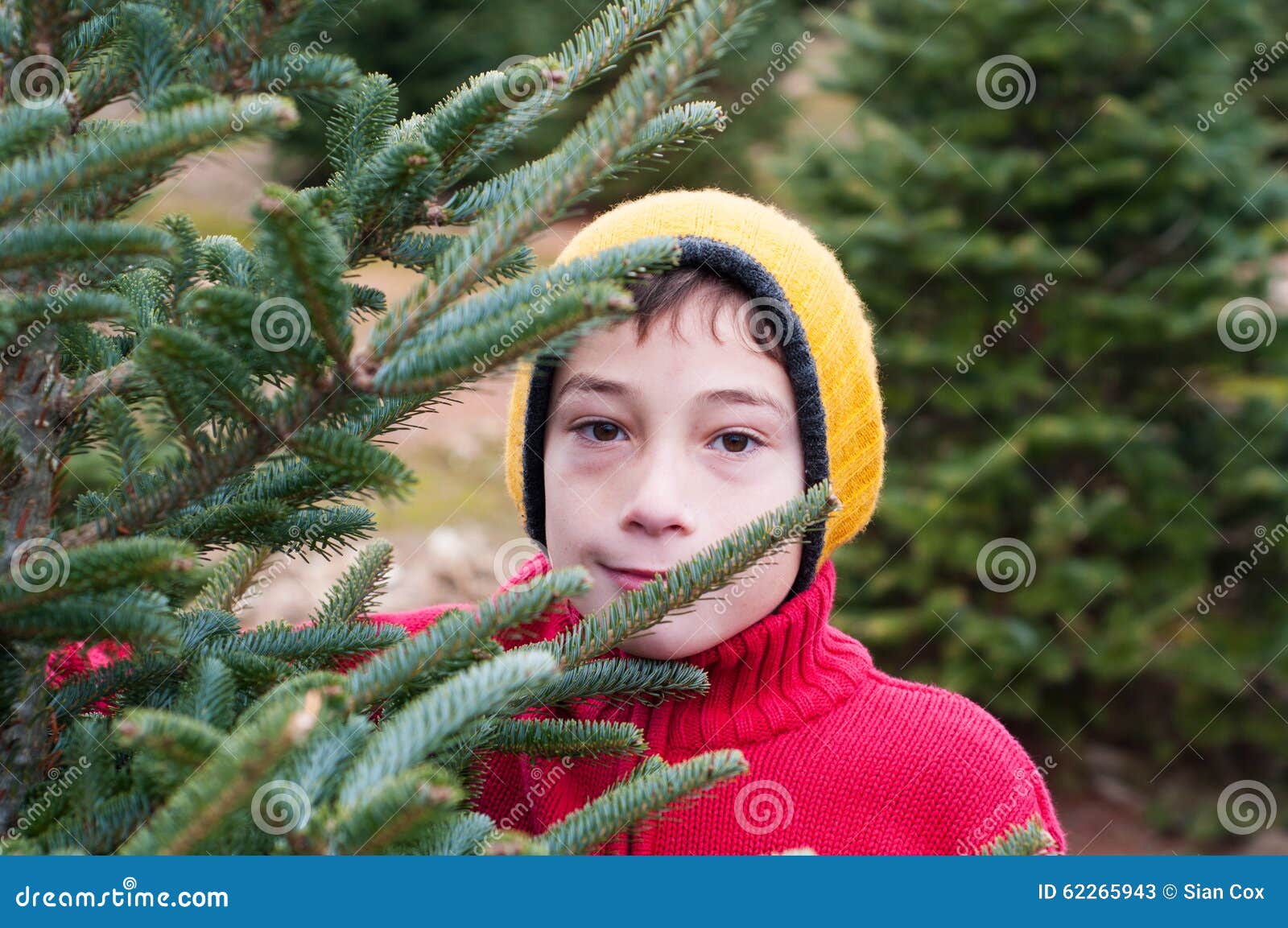 Christmas tree farm stock image. Image of outdoors, look 62265943