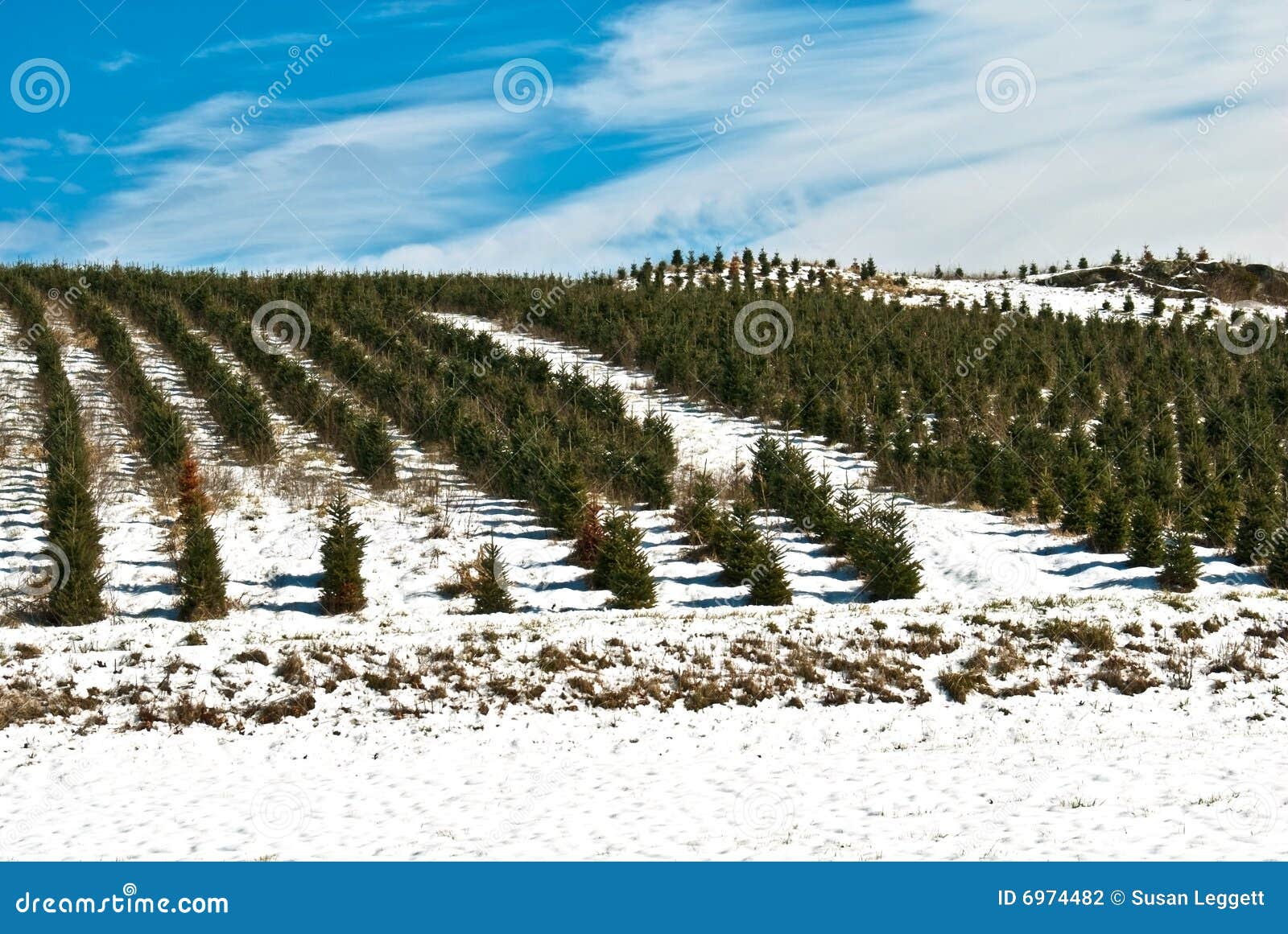 Christmas Tree Farm/Horizon Stock Photo Image of nature, farm 6974482