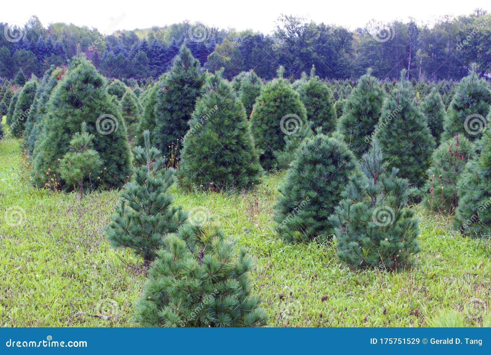 Christmas Tree Farm 838496 stock image. Image of christmas 175751529