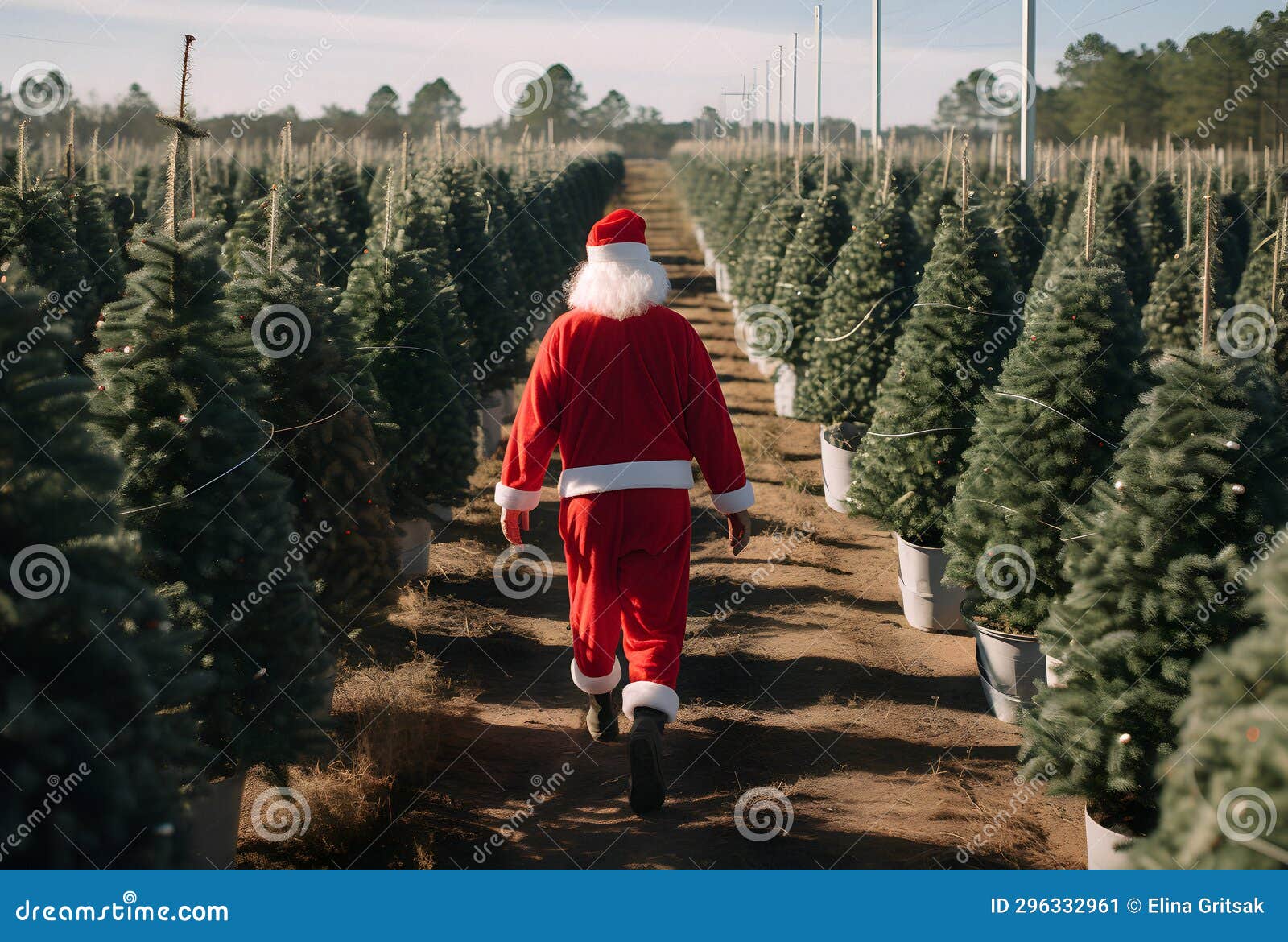 Christmas Tree Farm, Santa Carries Tree, Christmas Time, Stock Image