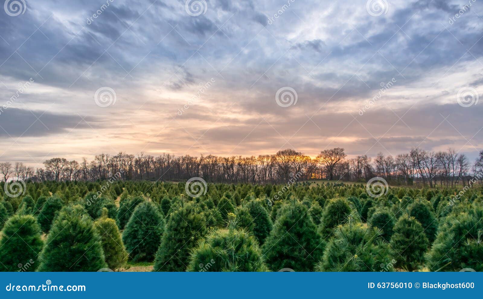 Christmas Tree Farm at Sunset Stock Photo Image of landscape, outdoor