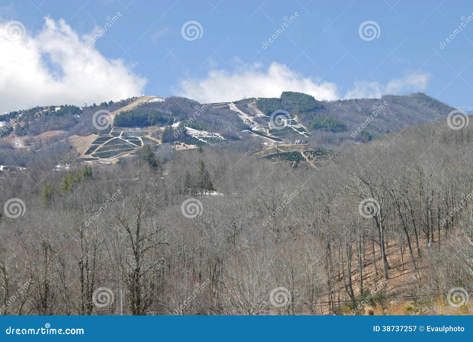 Christmas Tree Farms on the Mountainside Stock Image Image of