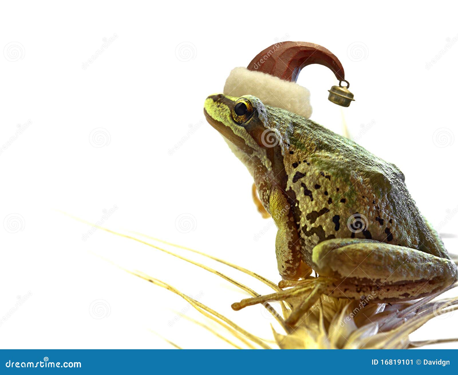 129 Bass Frog Stock Photos - Free & Royalty-Free Stock Photos from  Dreamstime