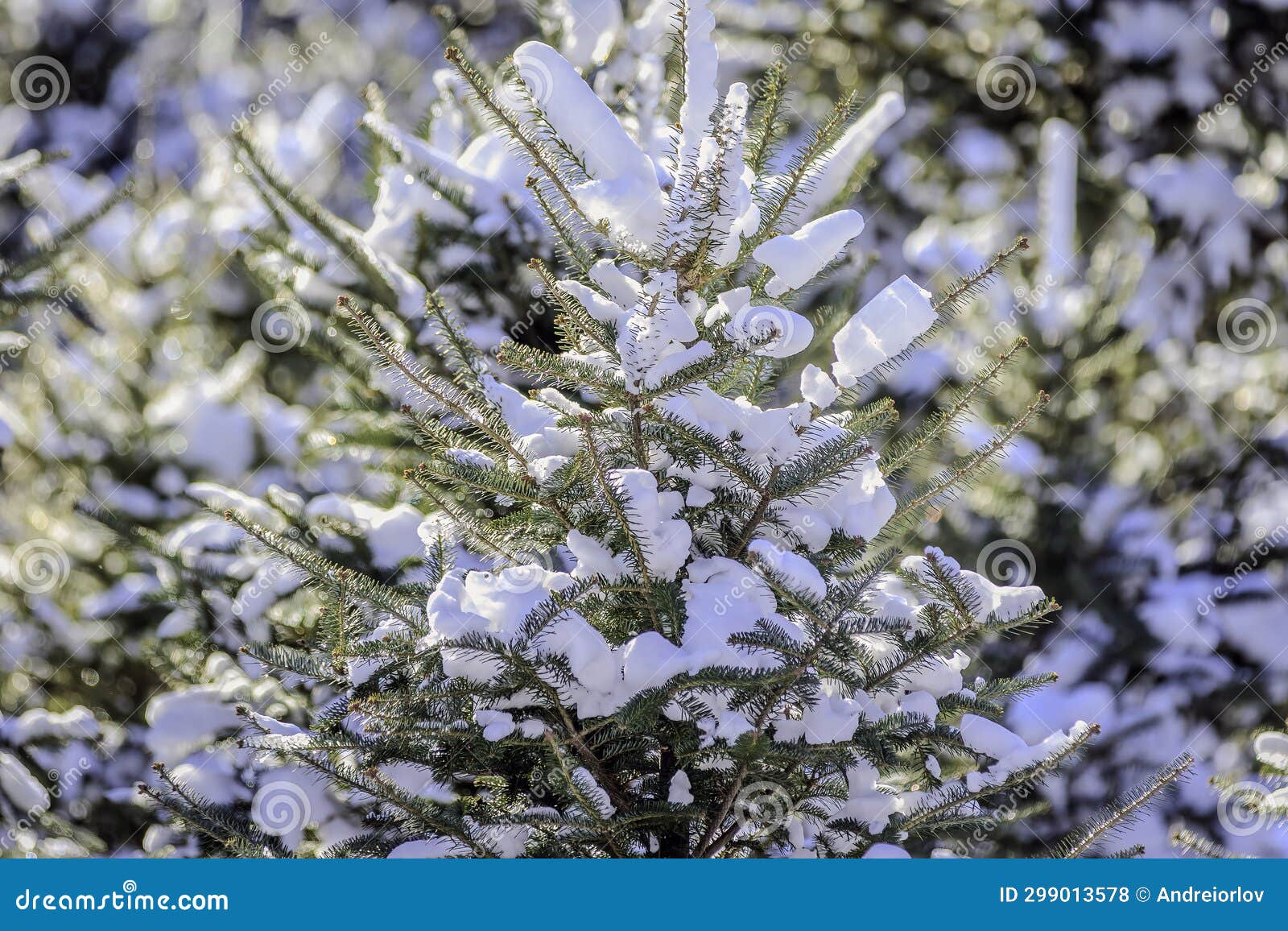 Christmas Tree Growing on a Farm Stock Photo Image of year