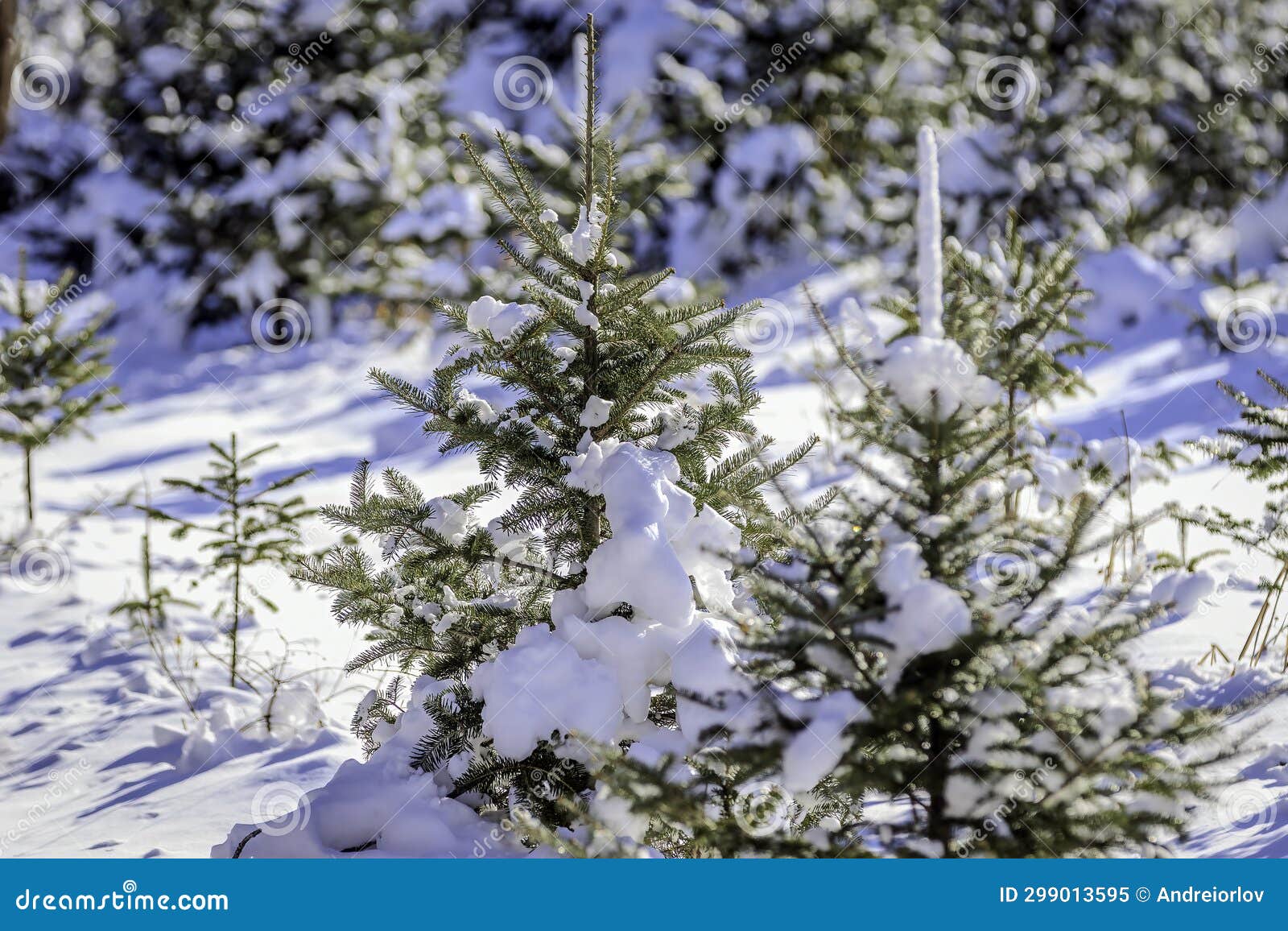 Christmas Tree Growing on a Farm Stock Image Image of forest, merry