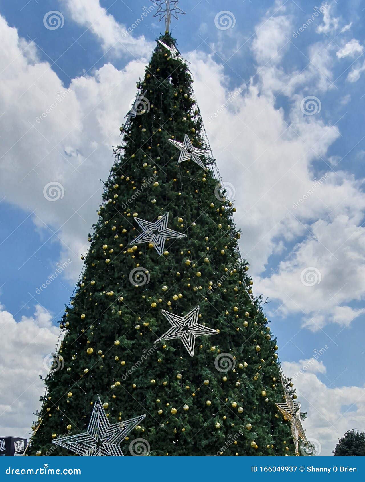 Christmas Tree from Hamilton, New Zealand Stock Image Image of tree