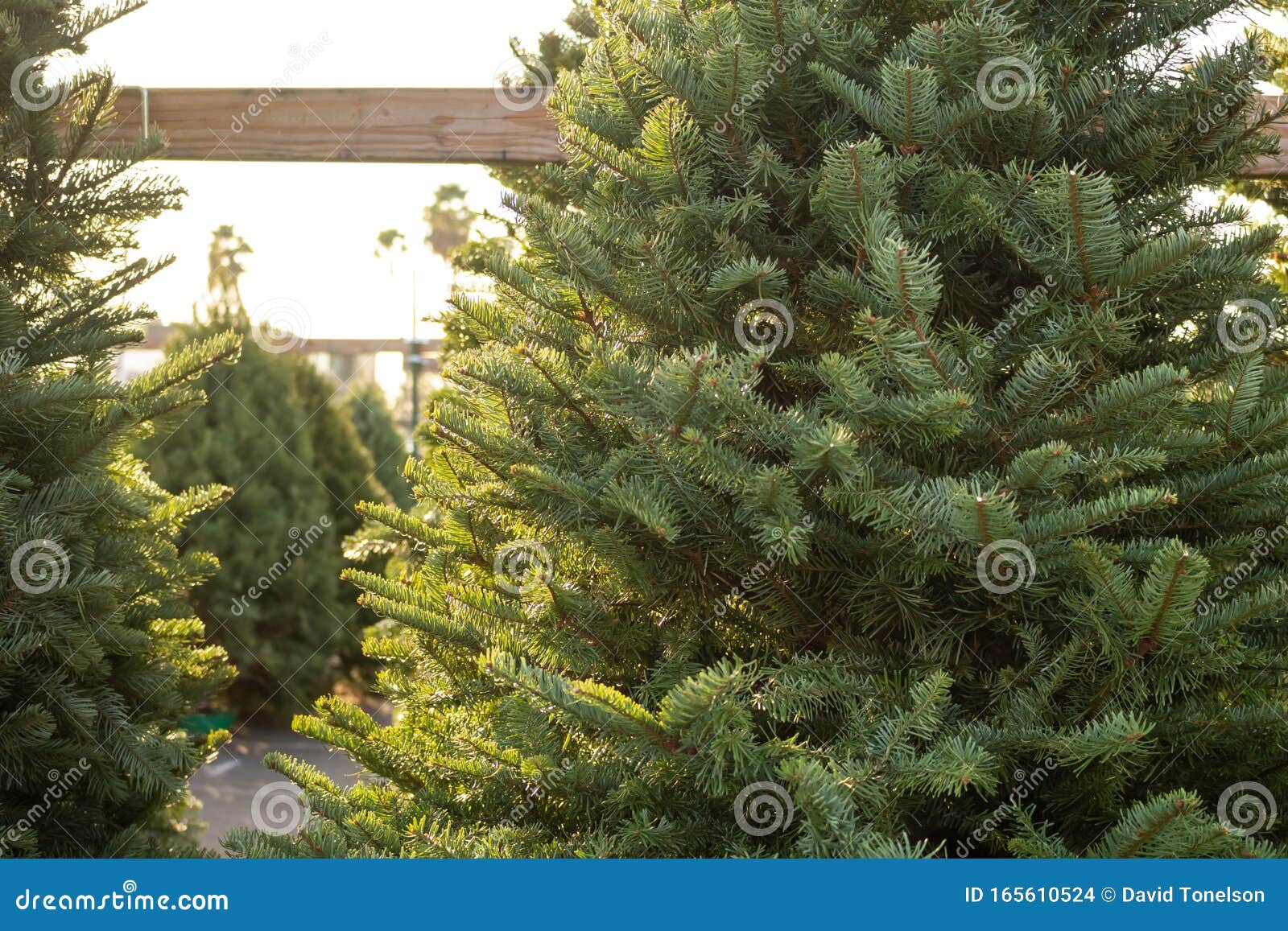 Christmas tree lot stock photo. Image of farm, arrangement 165610524