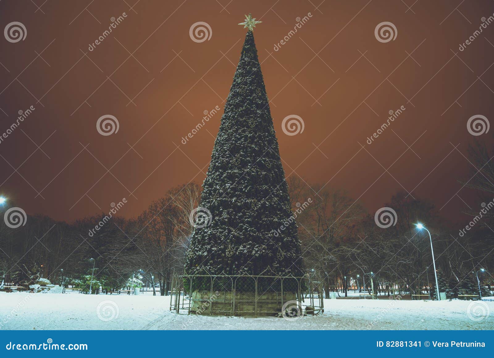 Christmas Tree in the Middle of the Park Stock Image Image of frost