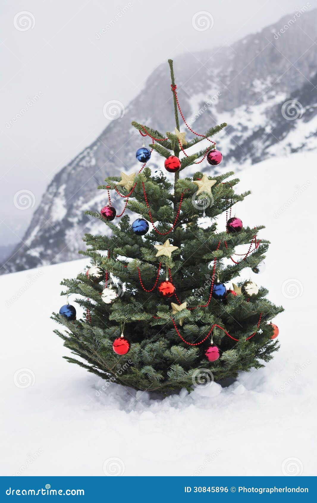 Christmas Tree on Mountain Slope Stock Photo Image of christmas