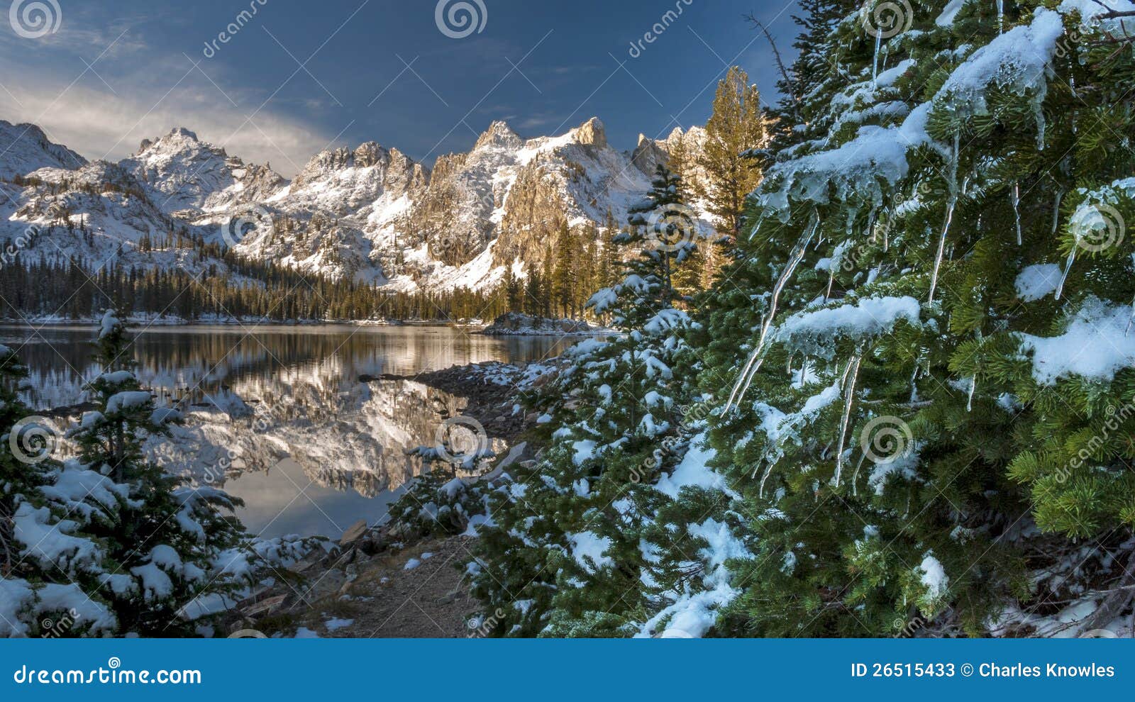 Christmas tree in the mountains with ice cycles. Idaho mountains in winter with a pine tree with ice cycles on it