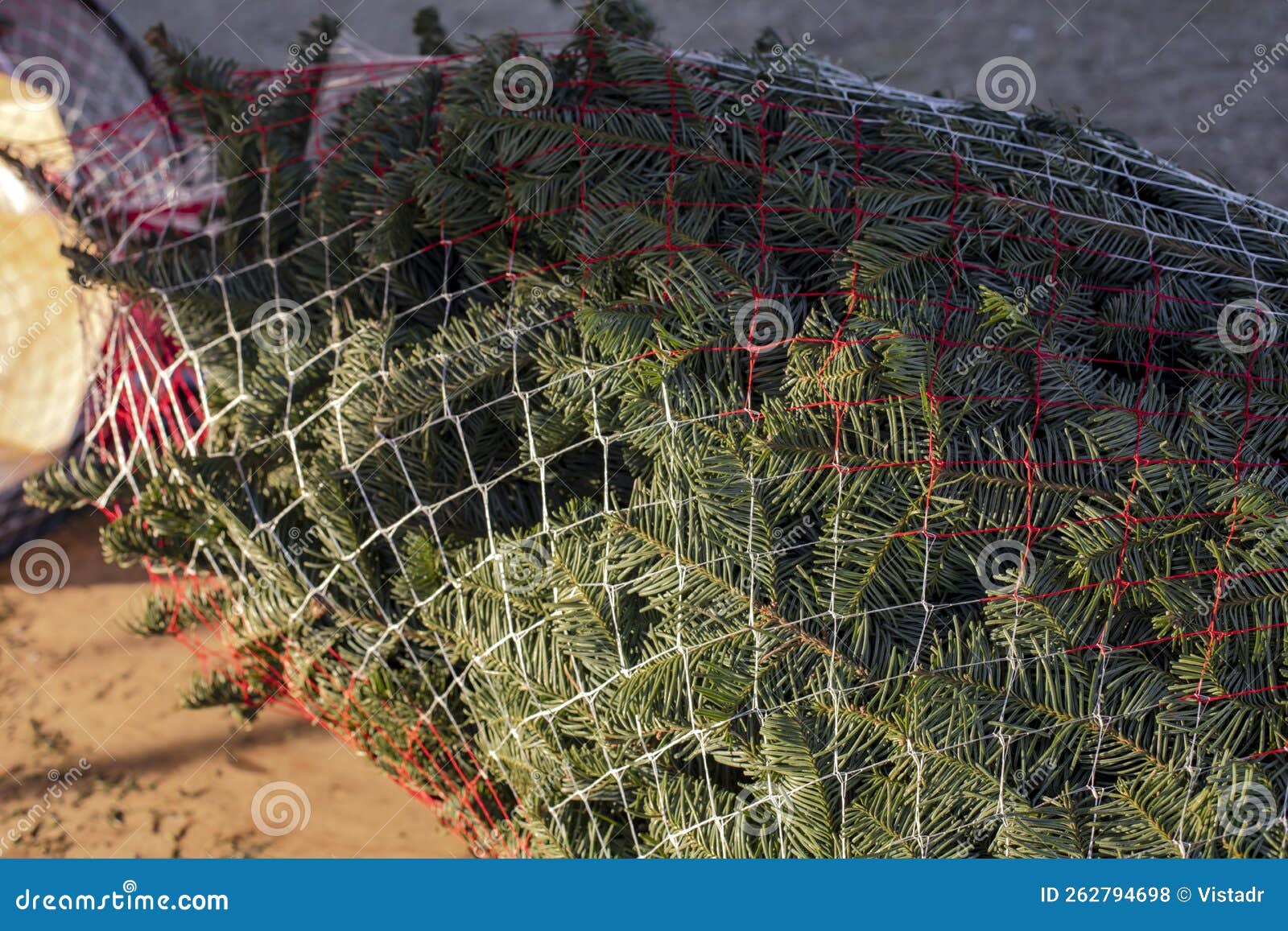 Christmas Tree in the Netting Stock Photo Image of season, white