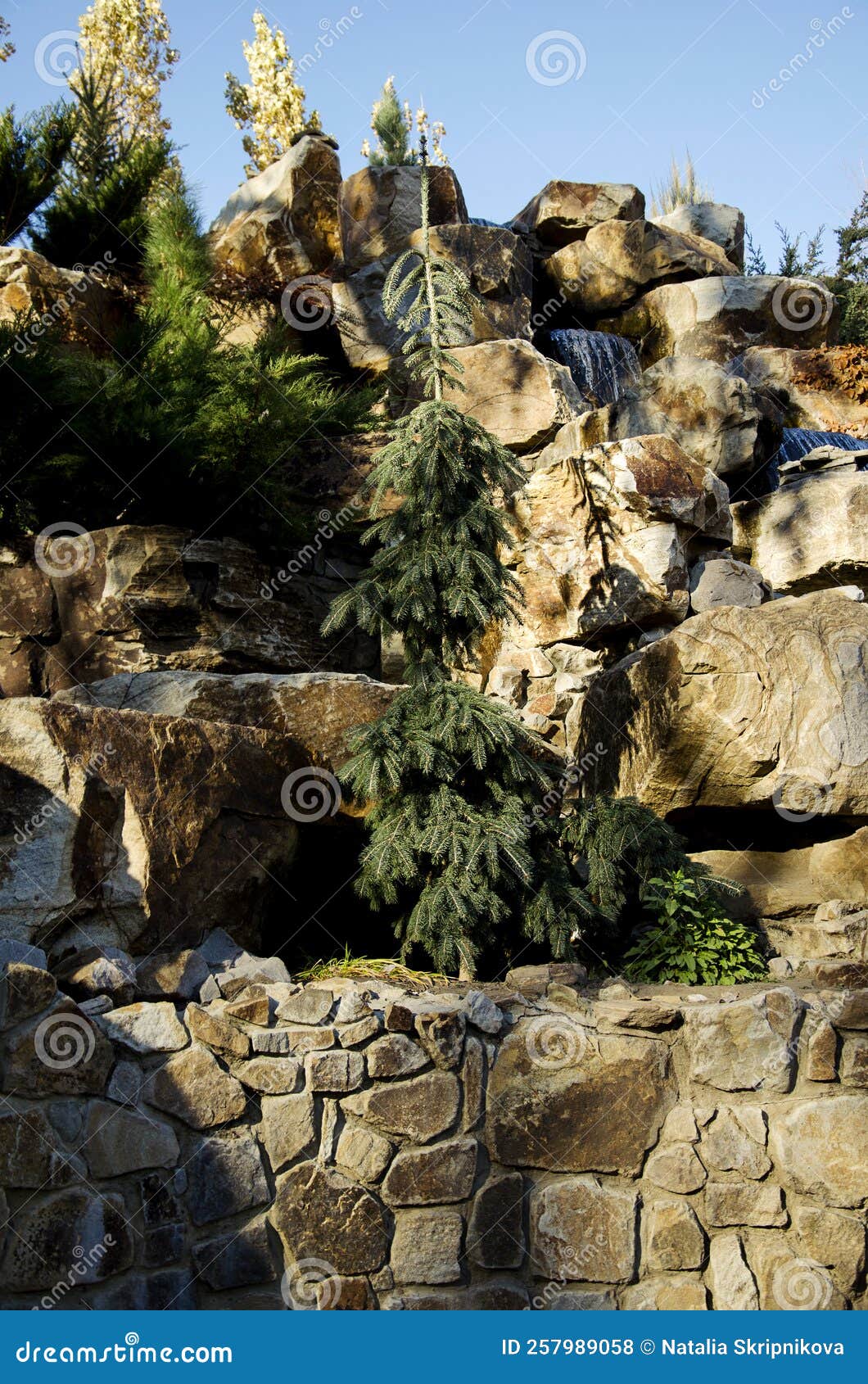 Christmas Tree in the Park. Natural Landscape Stock Photo Image of