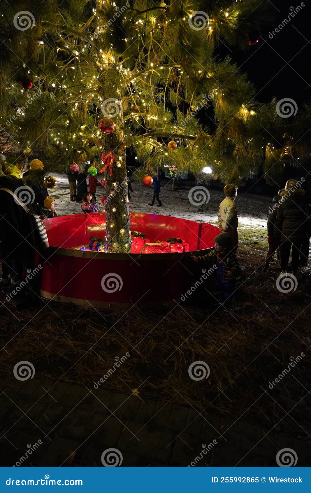 Christmas Tree in the Park during the Nighttime Stock Image Image of