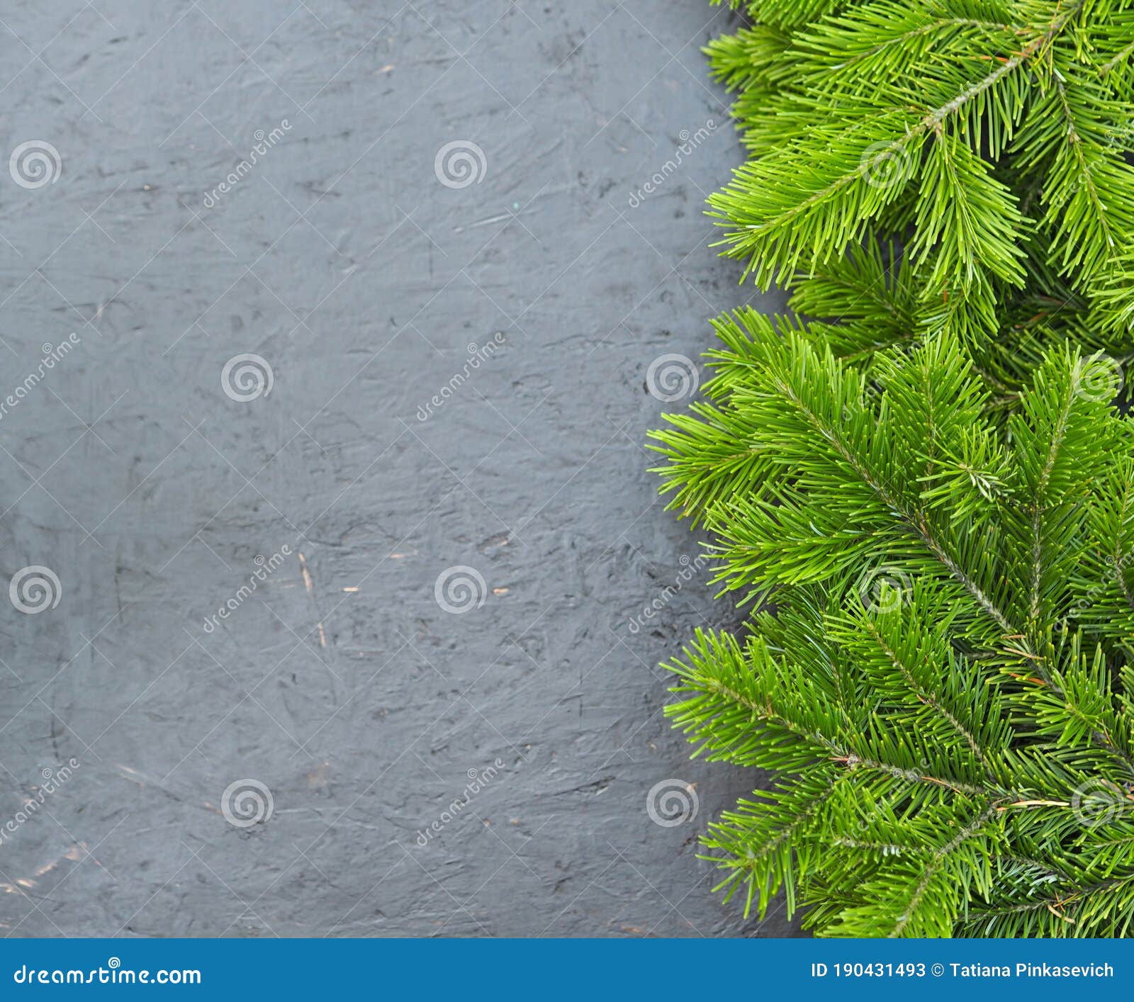 Christmas Tree Pine Branches on Black Background. View from Above