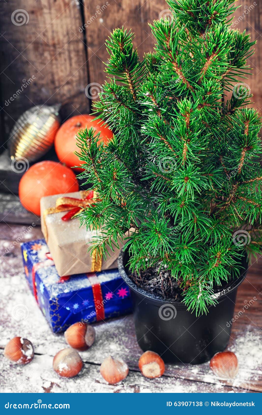 Christmas tree in pot stock photo. Image of plant, spruce - 63907138