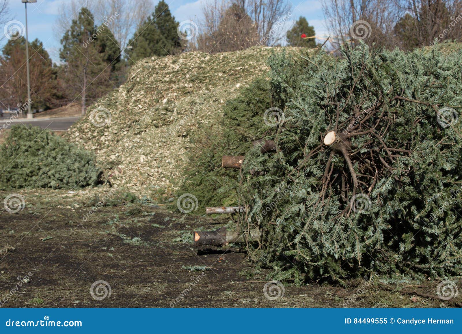 Christmas Tree Recycling stock image. Image of clean 84499555