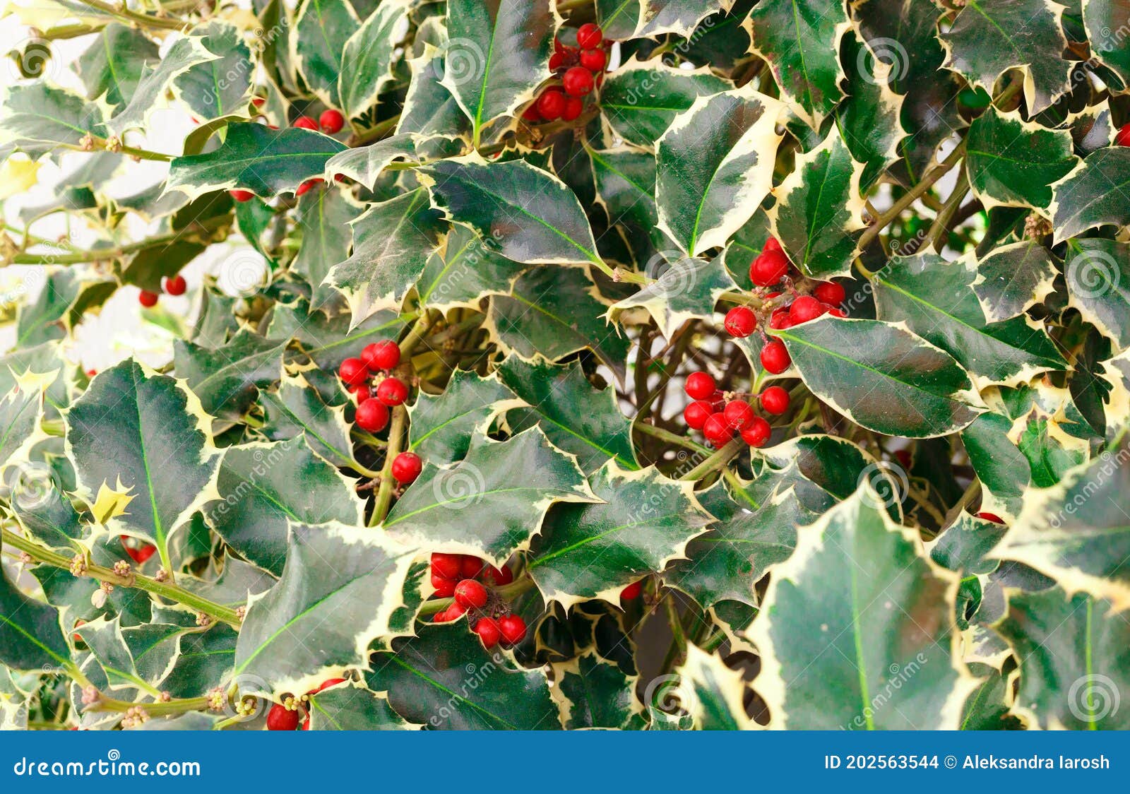 Christmas Tree with Red Berries. Great Background Stock Photo Image