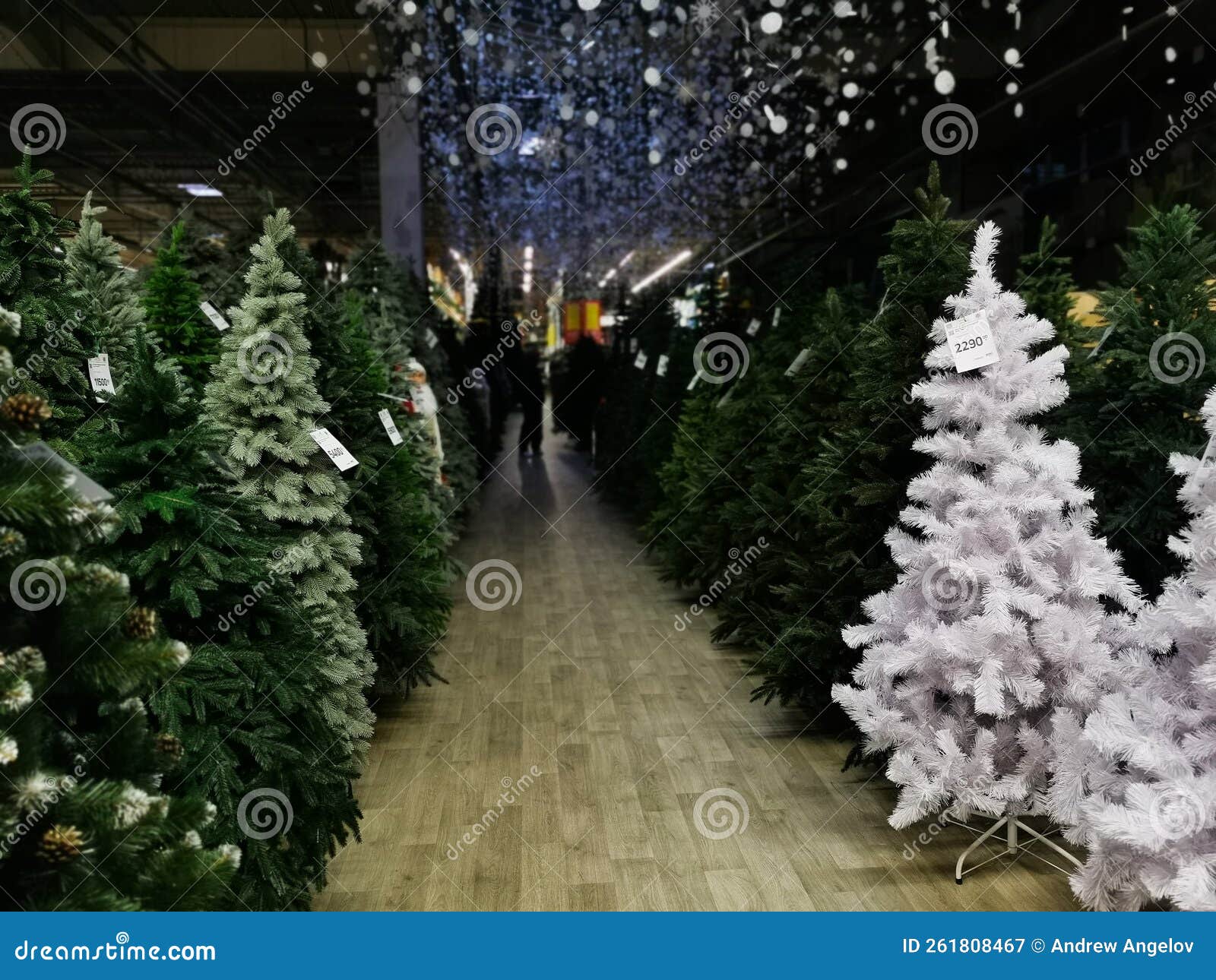 Christmas Tree Sale at Night. Stock Image Image of sale, christmas