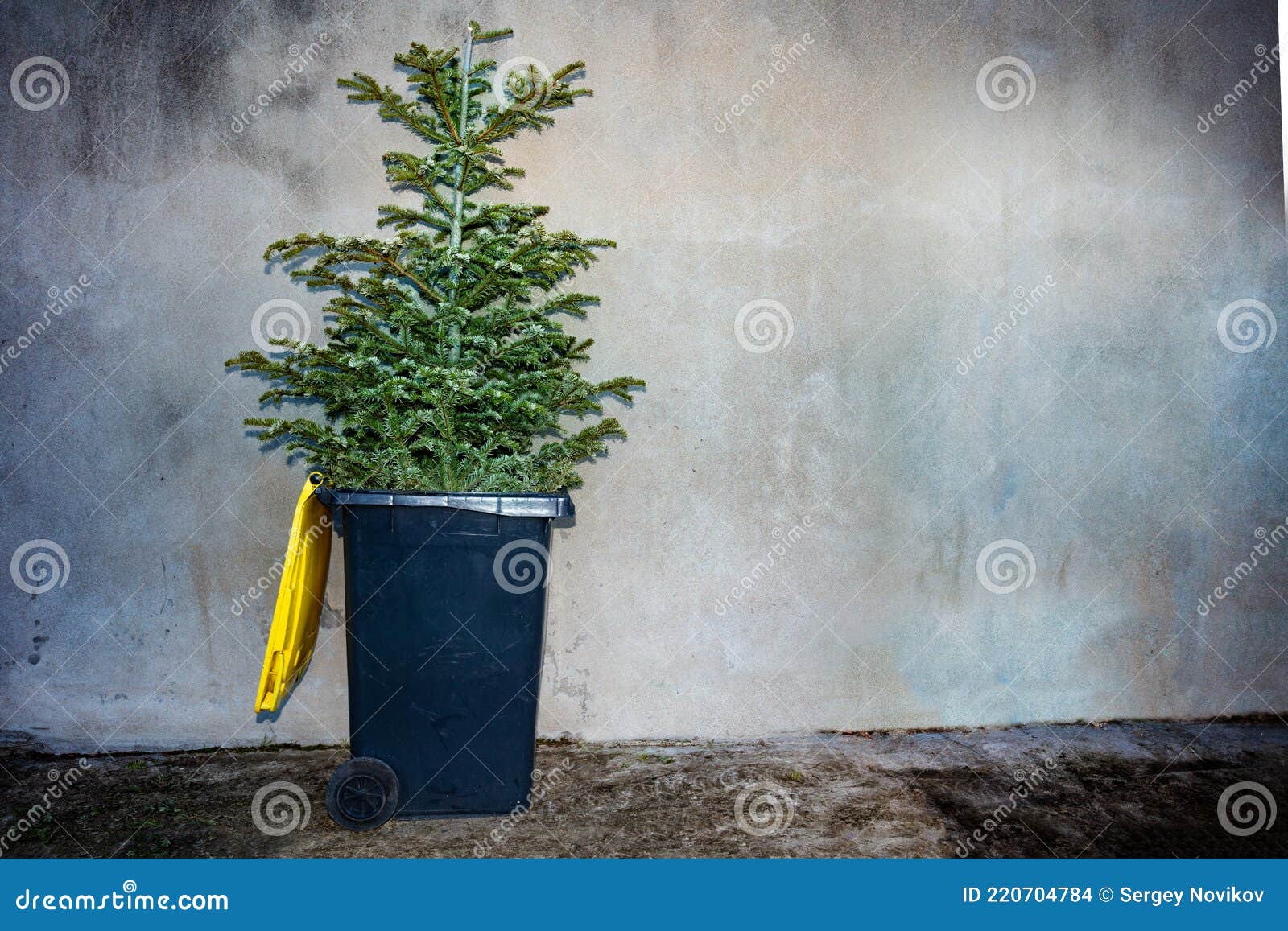 Christmas Tree Thrown To the Trash Bin on a Street Stock Photo Image of outside, trashed