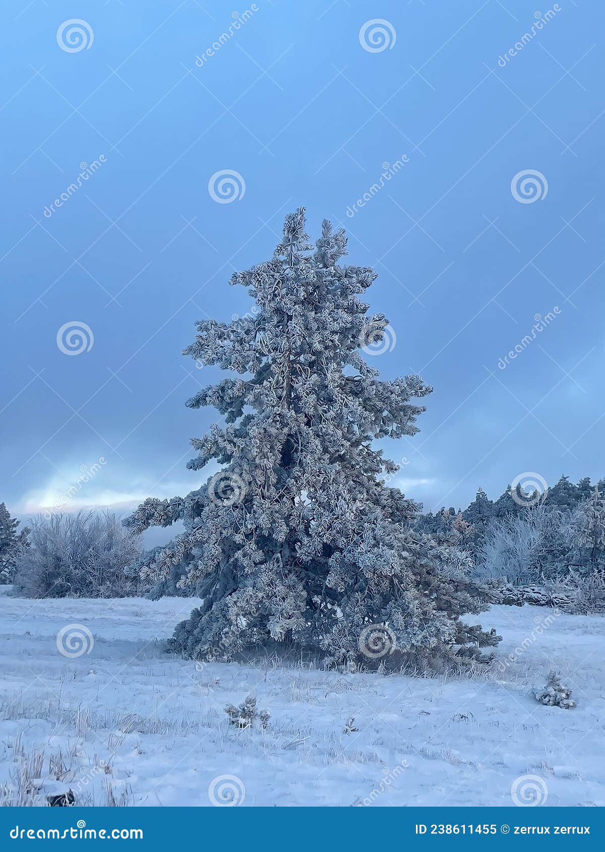 Christmas Tree in Winter Forest Beautiful Stock Image Image of snow