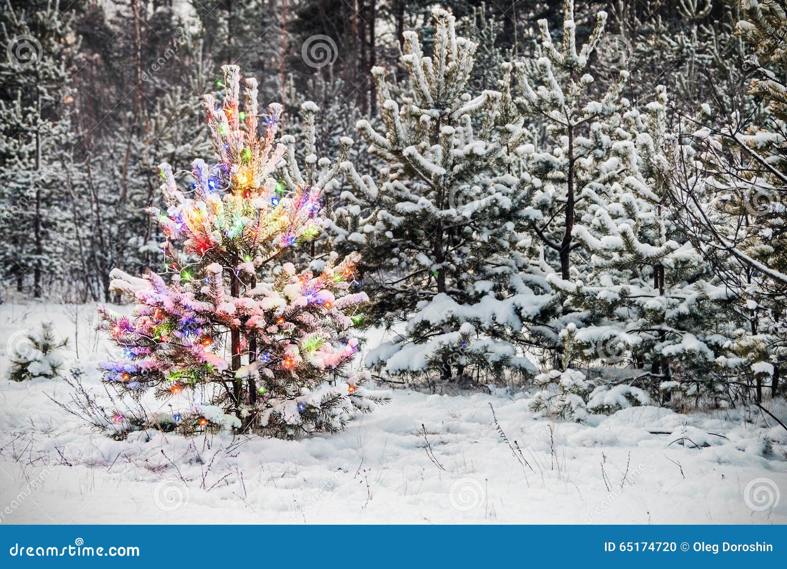 Christmas Tree in Winter Forest Stock Photo Image of decoration